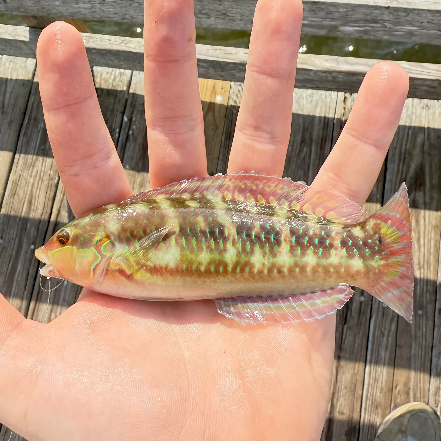 The most recent Slippery dick wrasse catches on Fishbrain