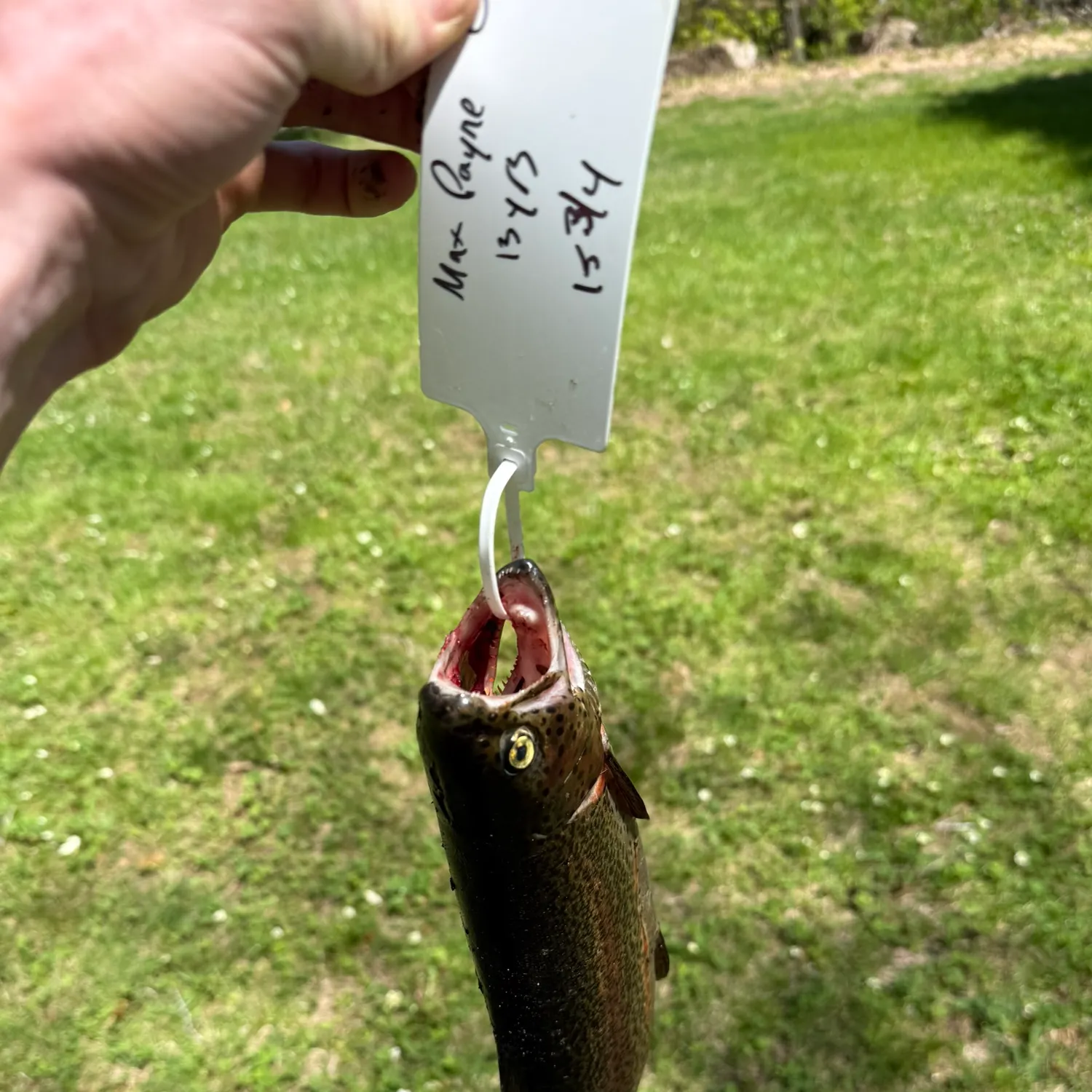 recently logged catches