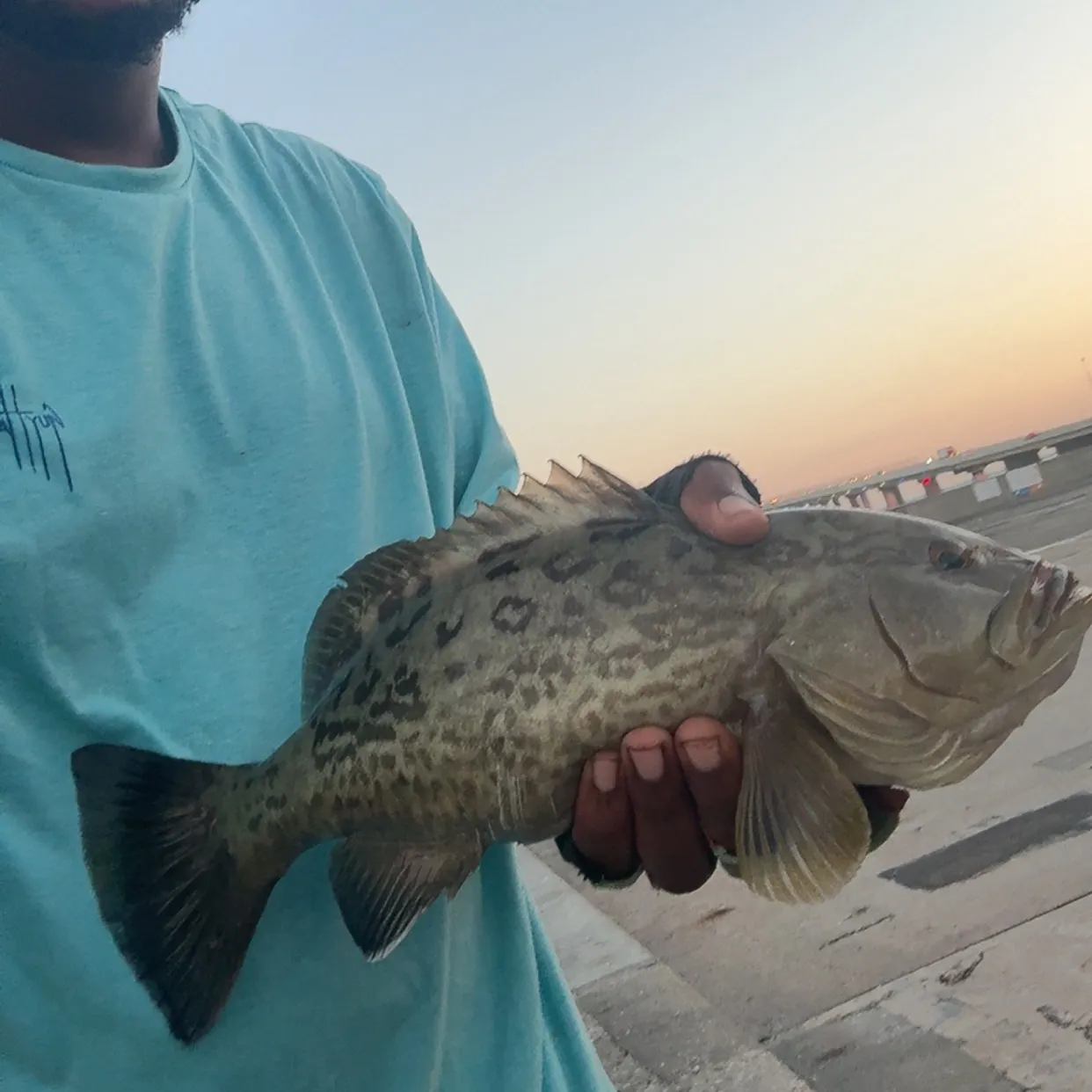 The most recent Gag grouper catches on Fishbrain