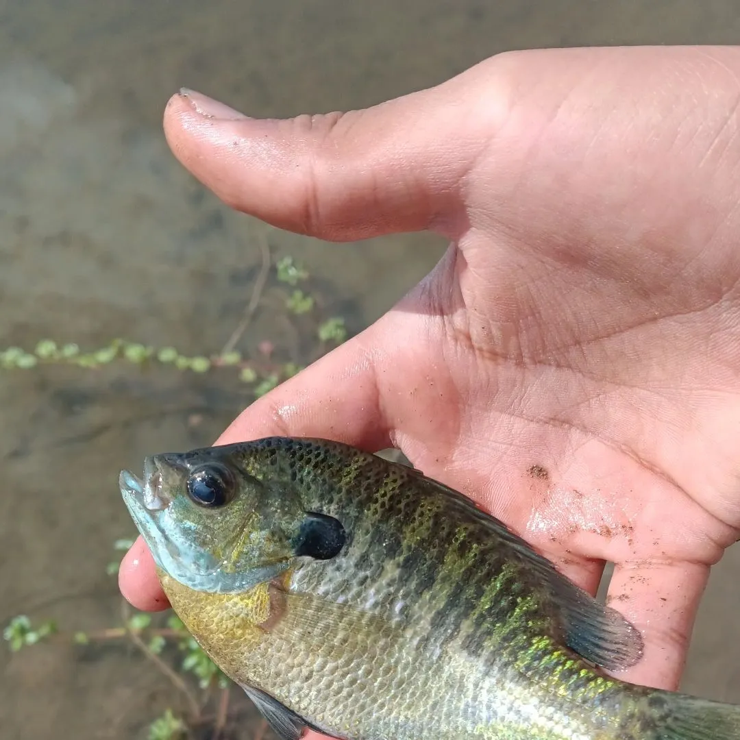 Bluegill caught on Fishbrain