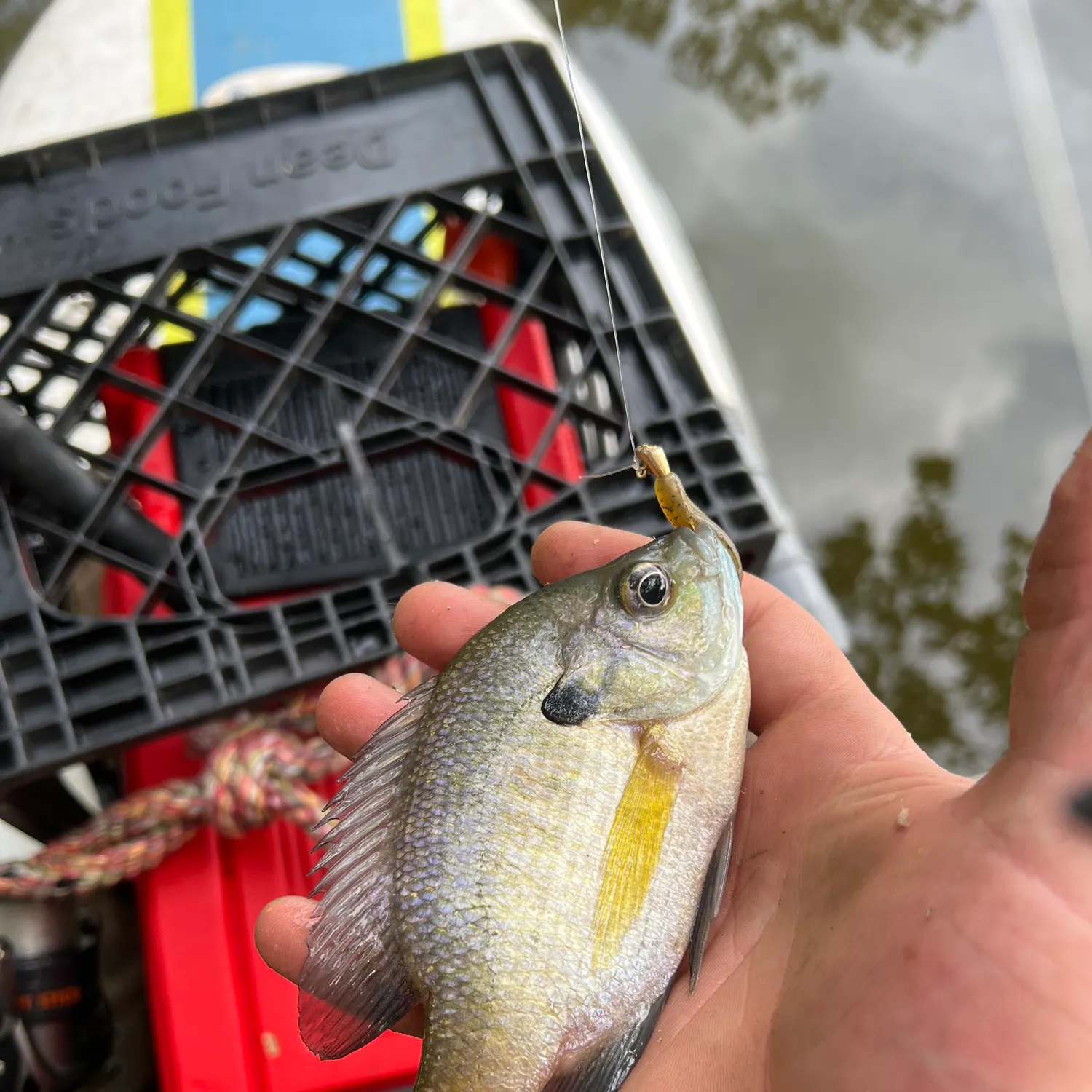 Bluegill caught on Fishbrain