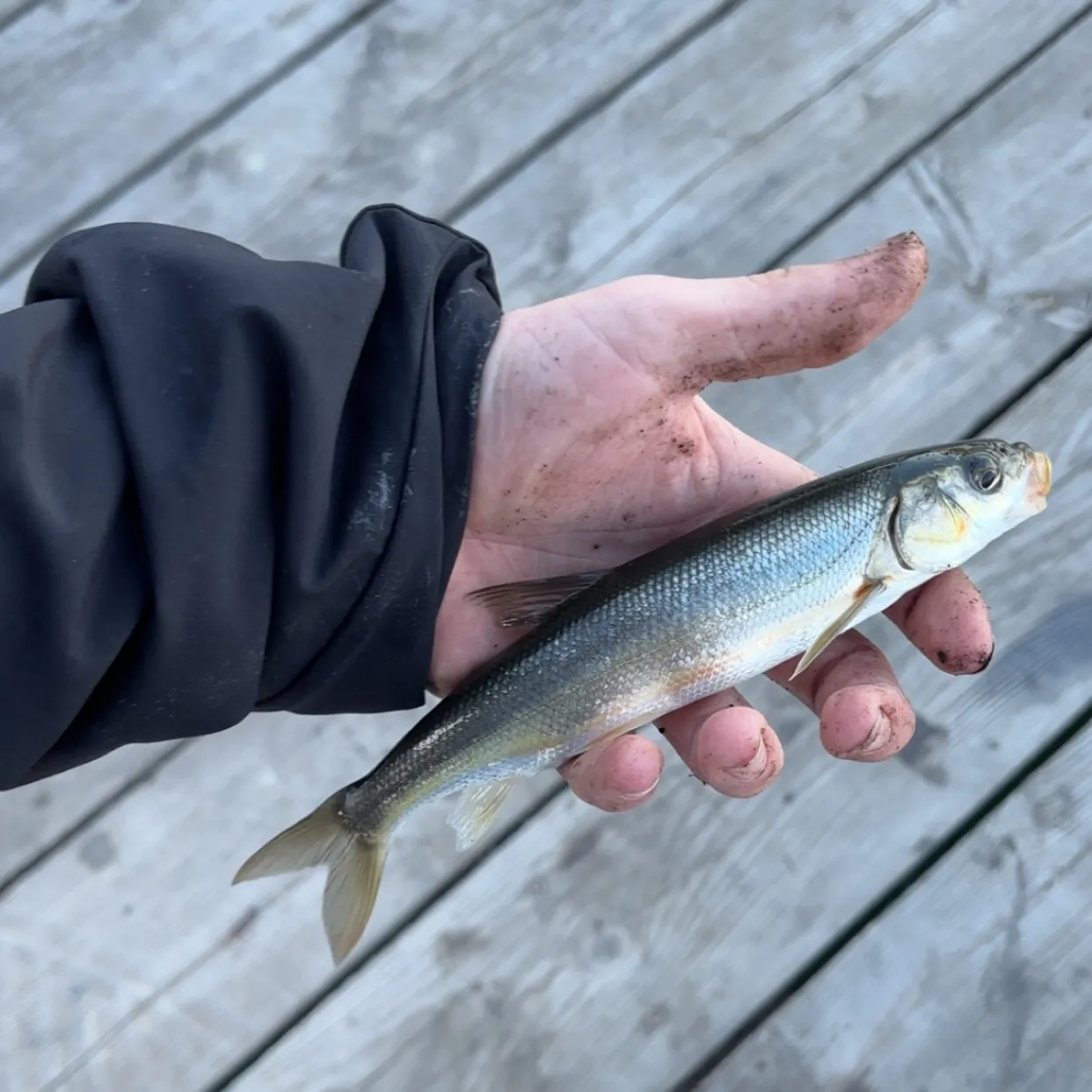 Northern pikeminnow caught on Fishbrain