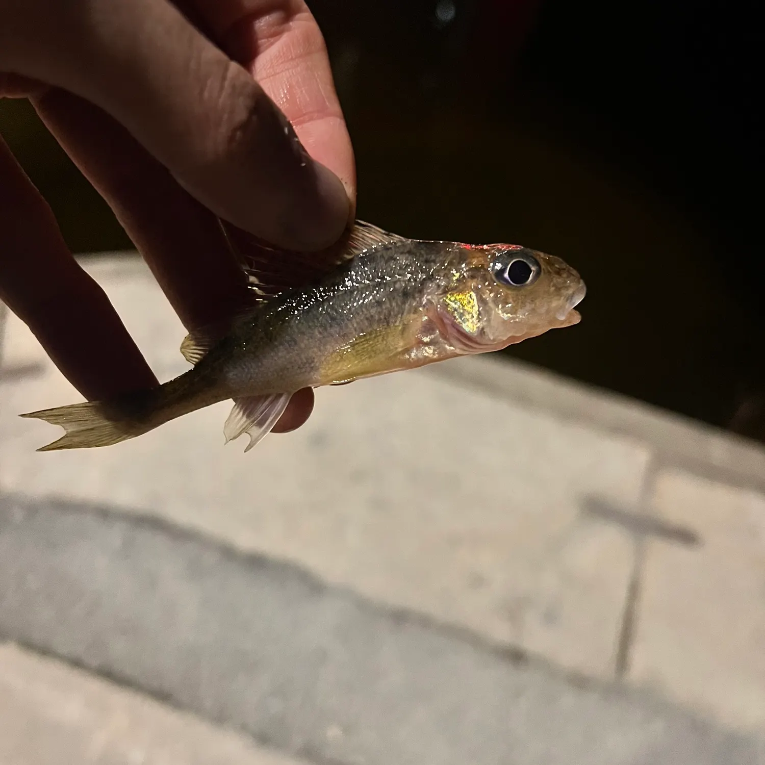 The most recent Eurasian ruffe catches on Fishbrain