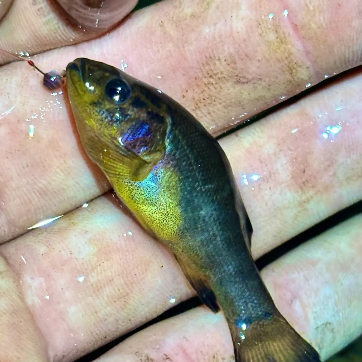 The most recent Western pirate perch catches on Fishbrain