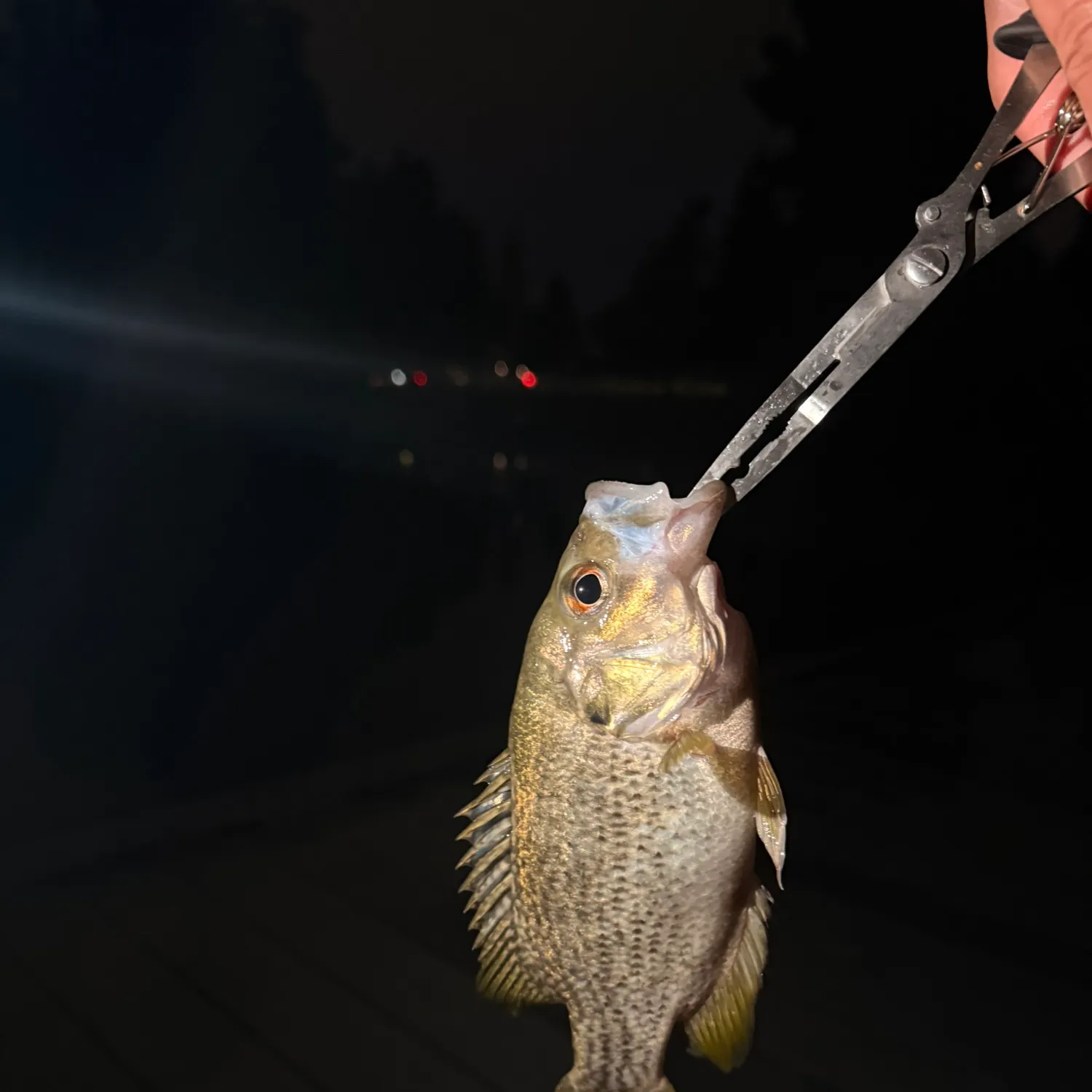 Rock bass caught on Fishbrain