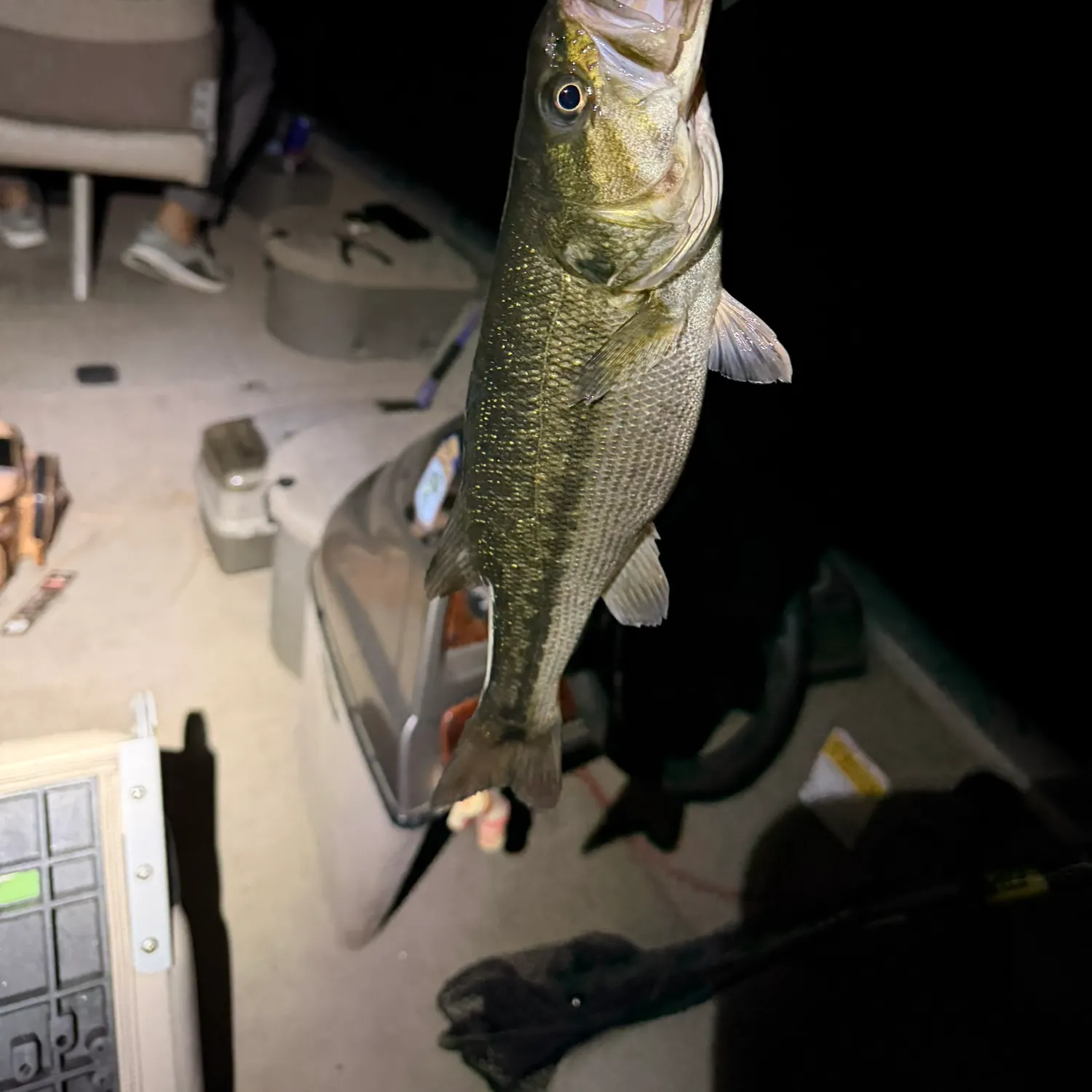 Fish caught on Fishbrain