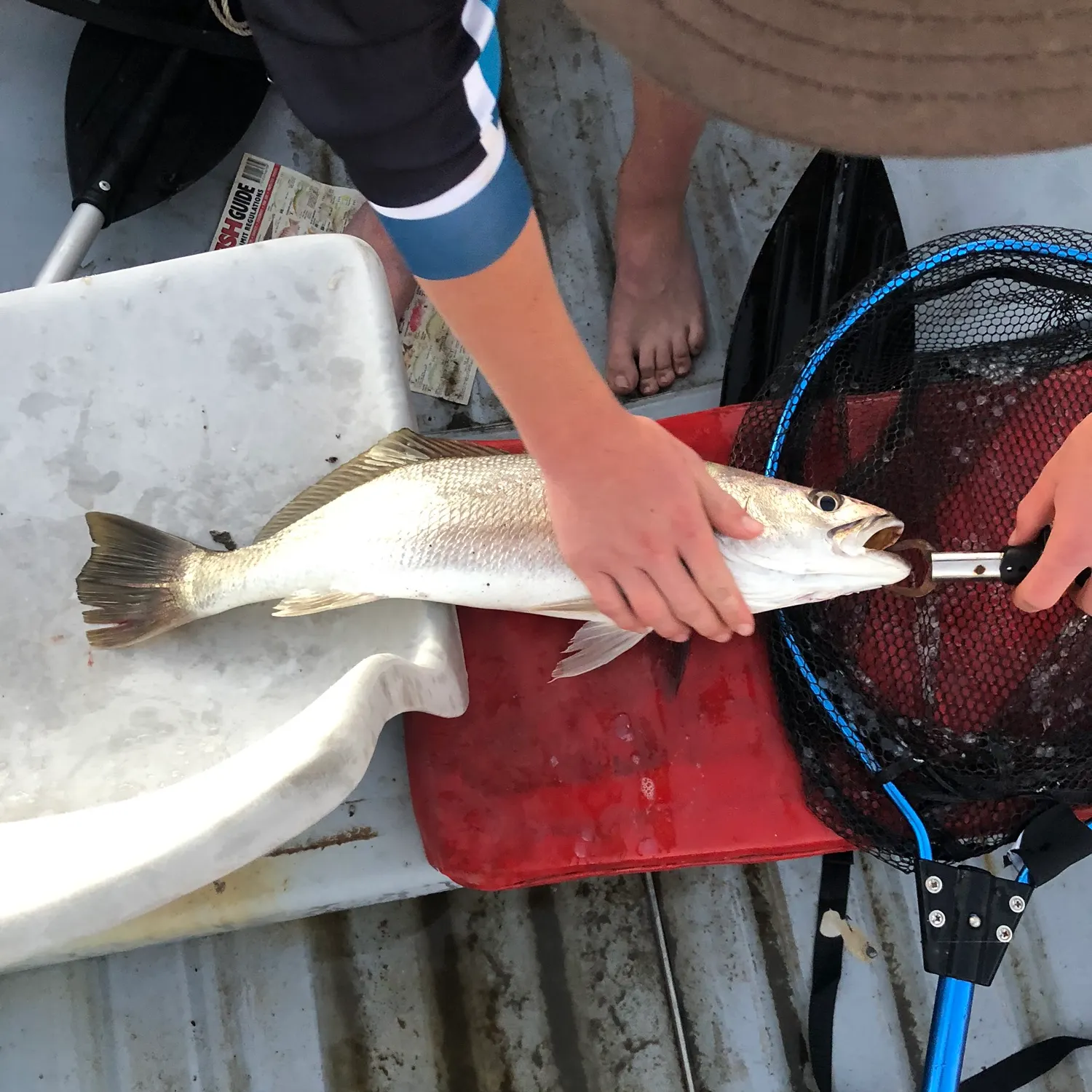 Japanese meagre caught on Fishbrain