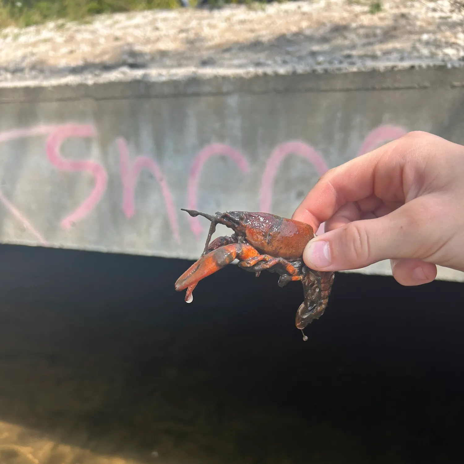 Northern clearwater crayfish caught on Fishbrain