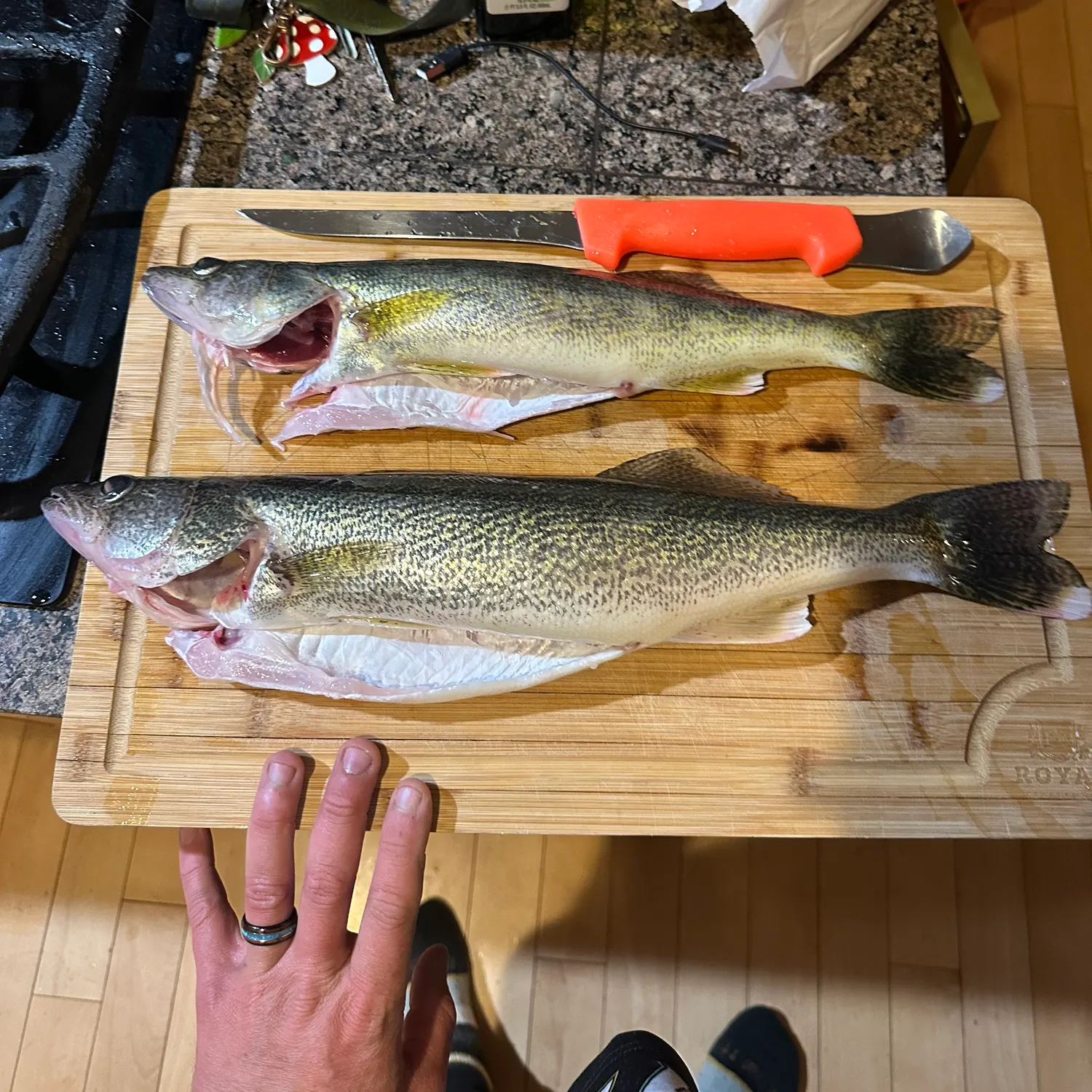 recently logged catches