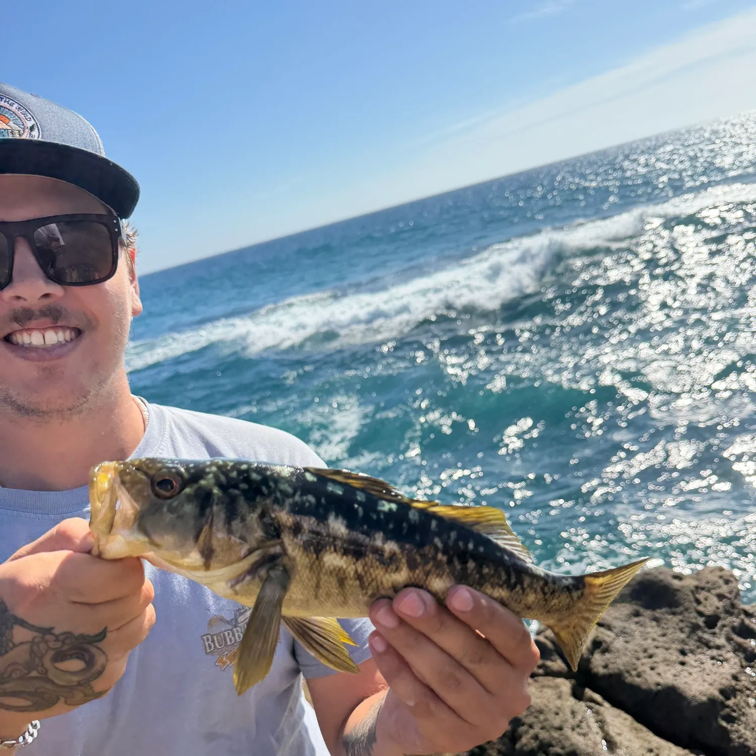 Kelp bass caught on Fishbrain