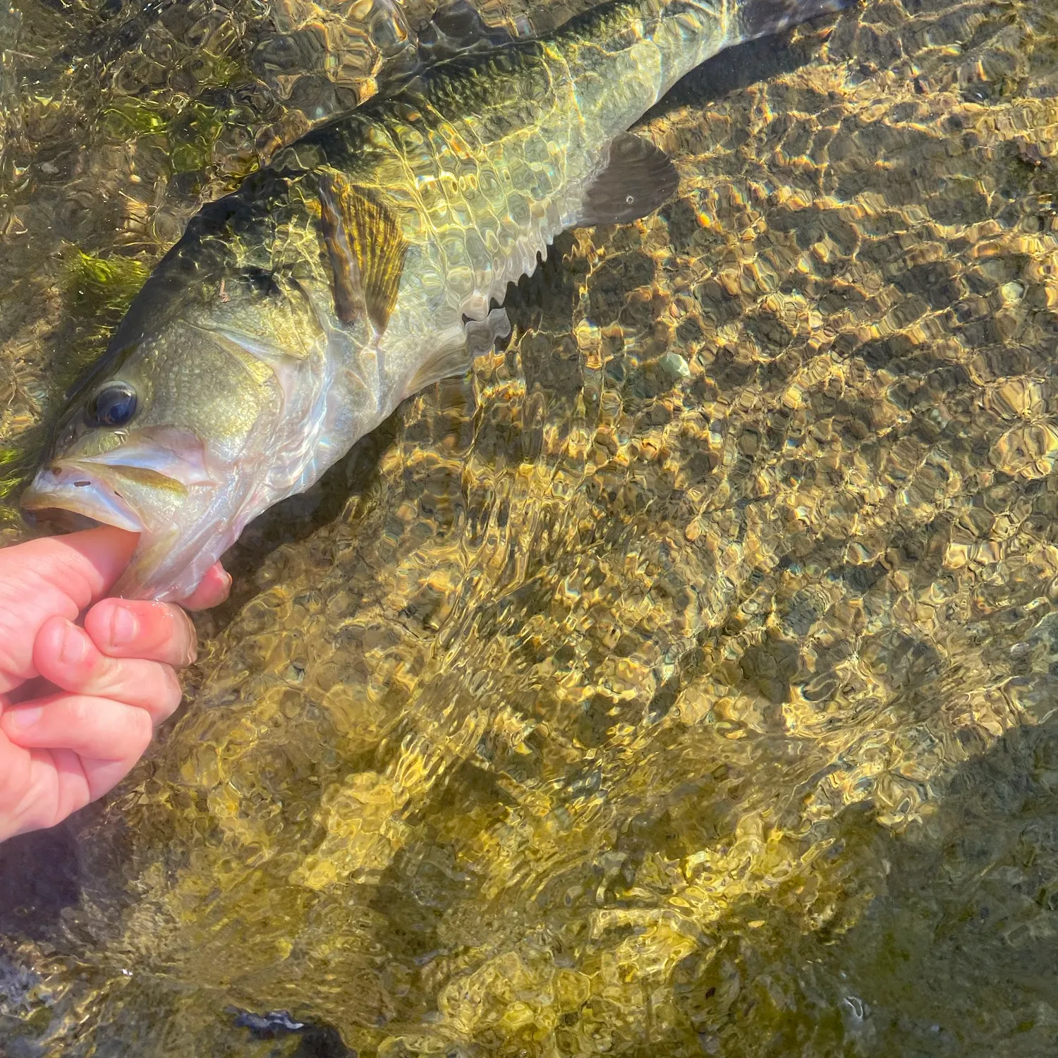 The most recent Guadalupe bass catches on Fishbrain