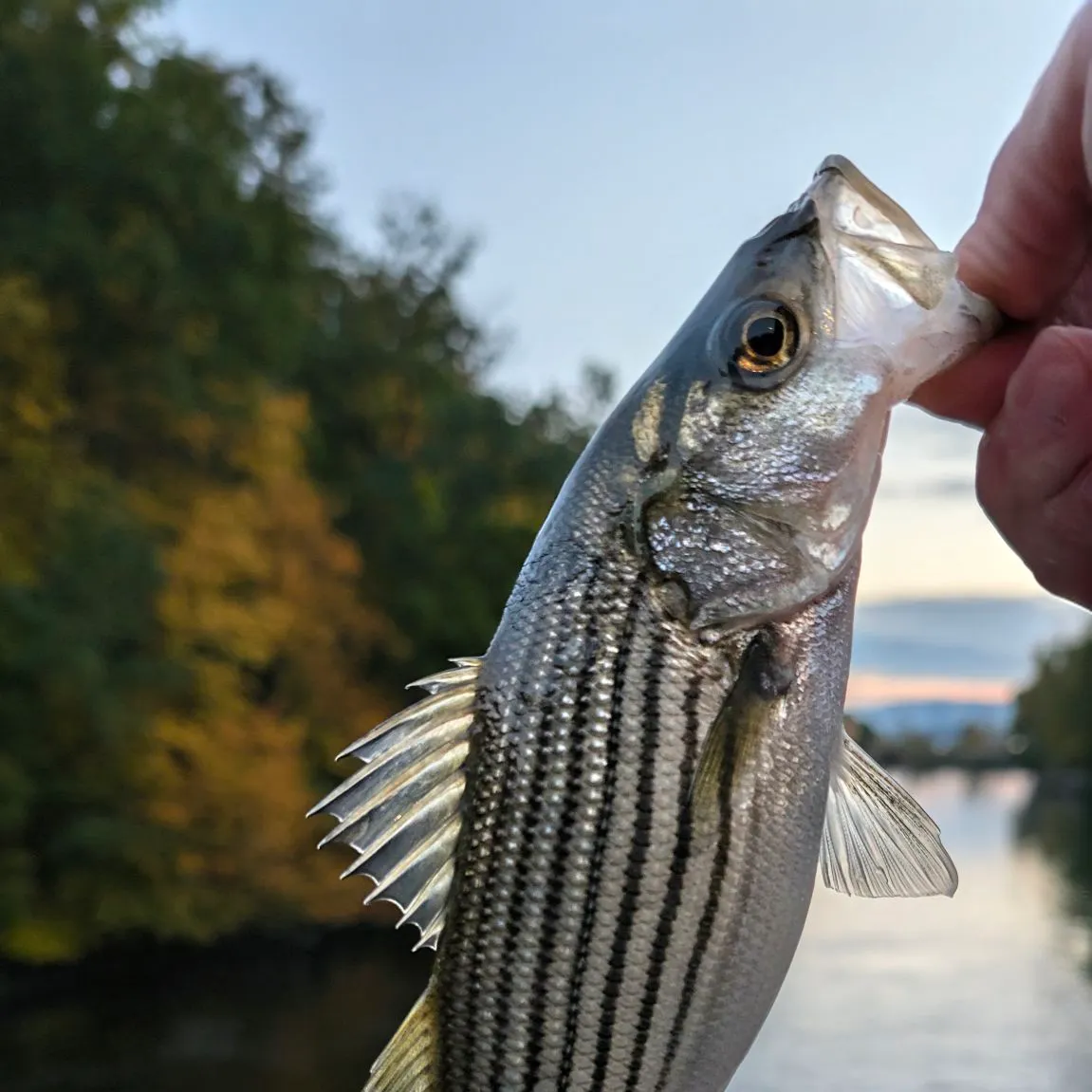 Striped bass caught on Fishbrain