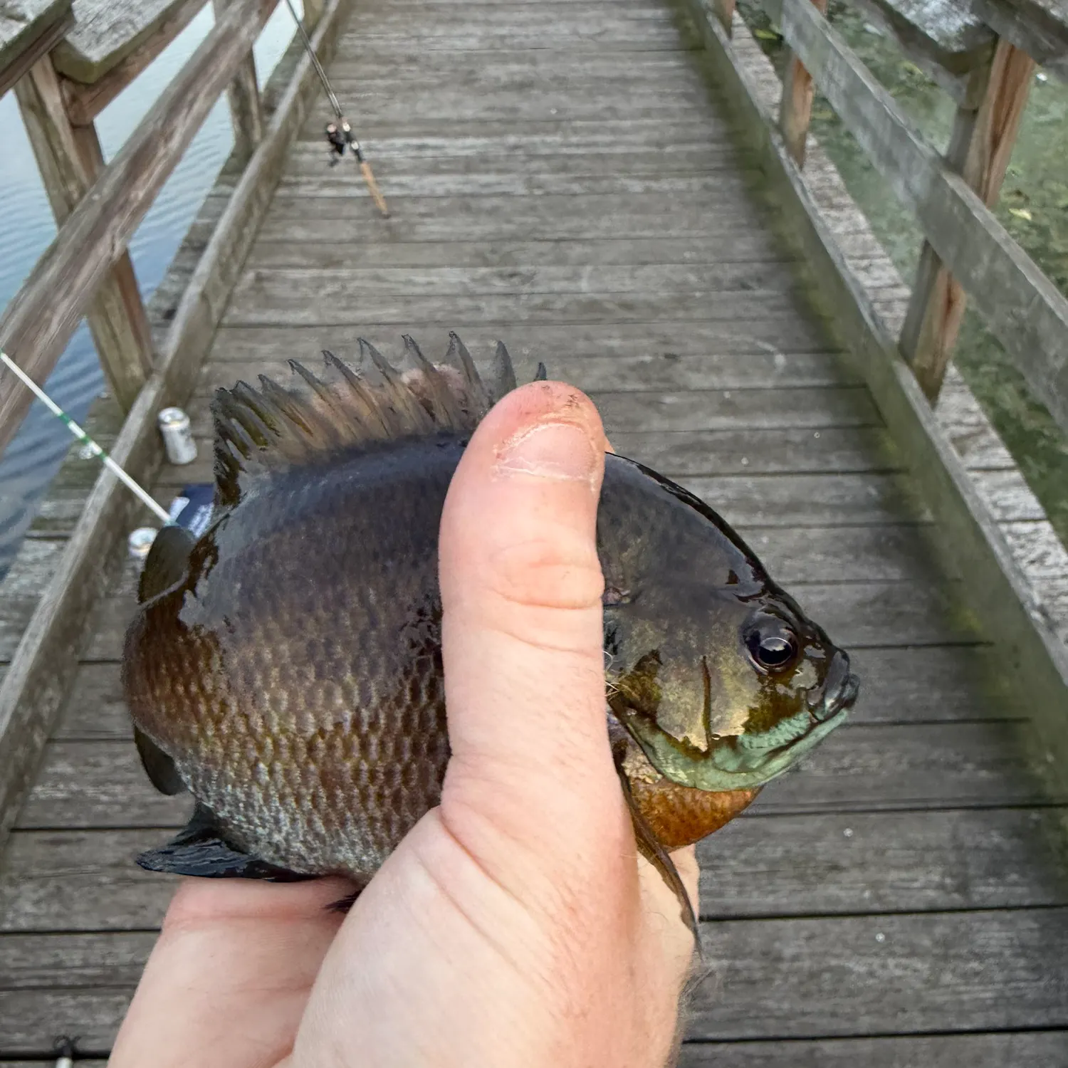 Bluegill caught on Fishbrain
