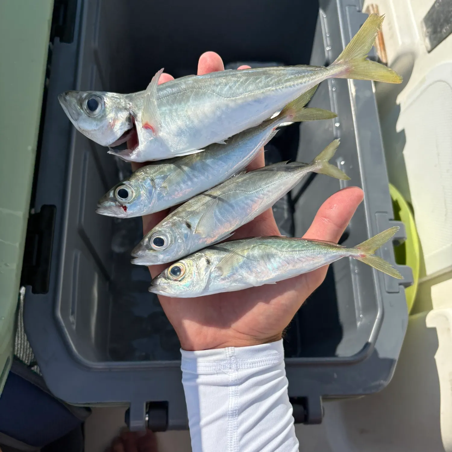 The most recent Mediterranean horse mackerel catches on Fishbrain