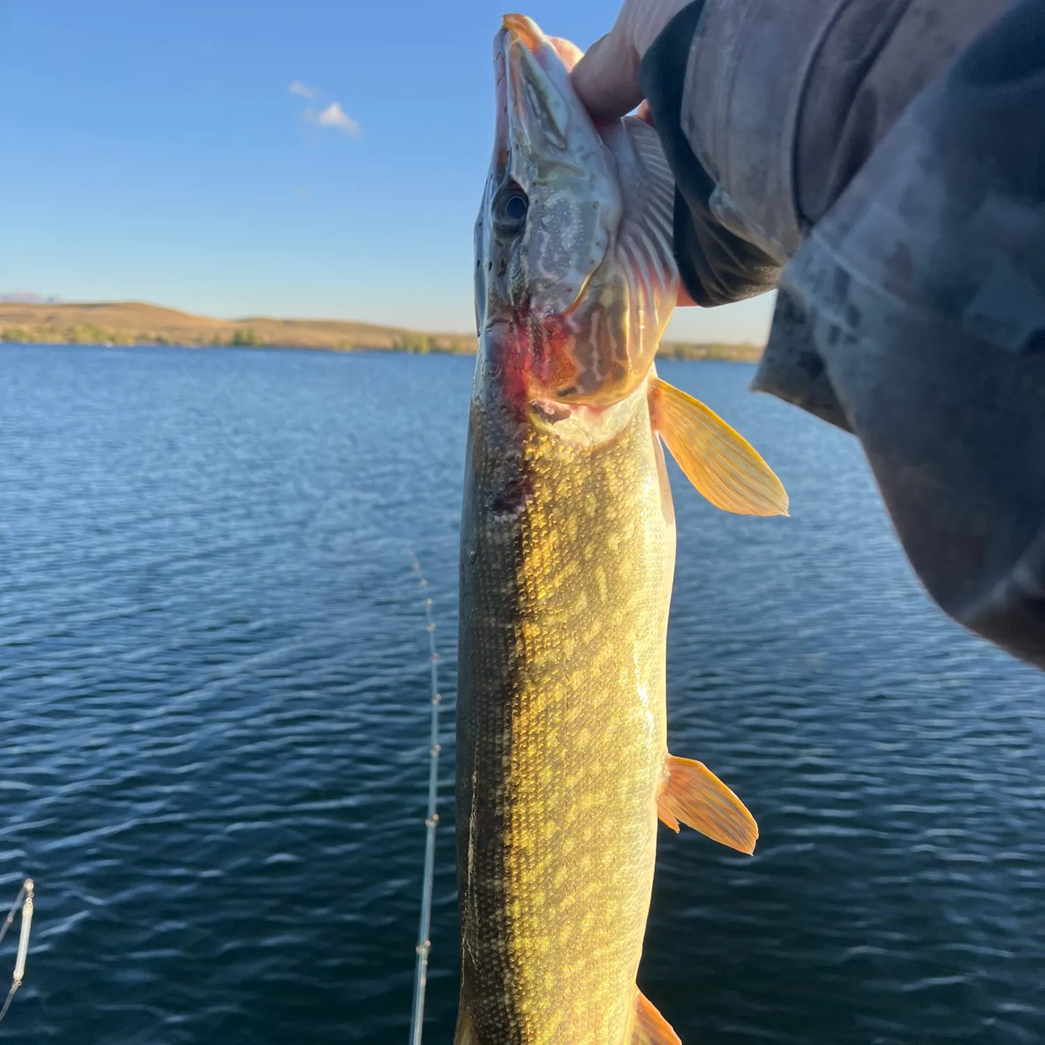 Northern pike caught on Fishbrain