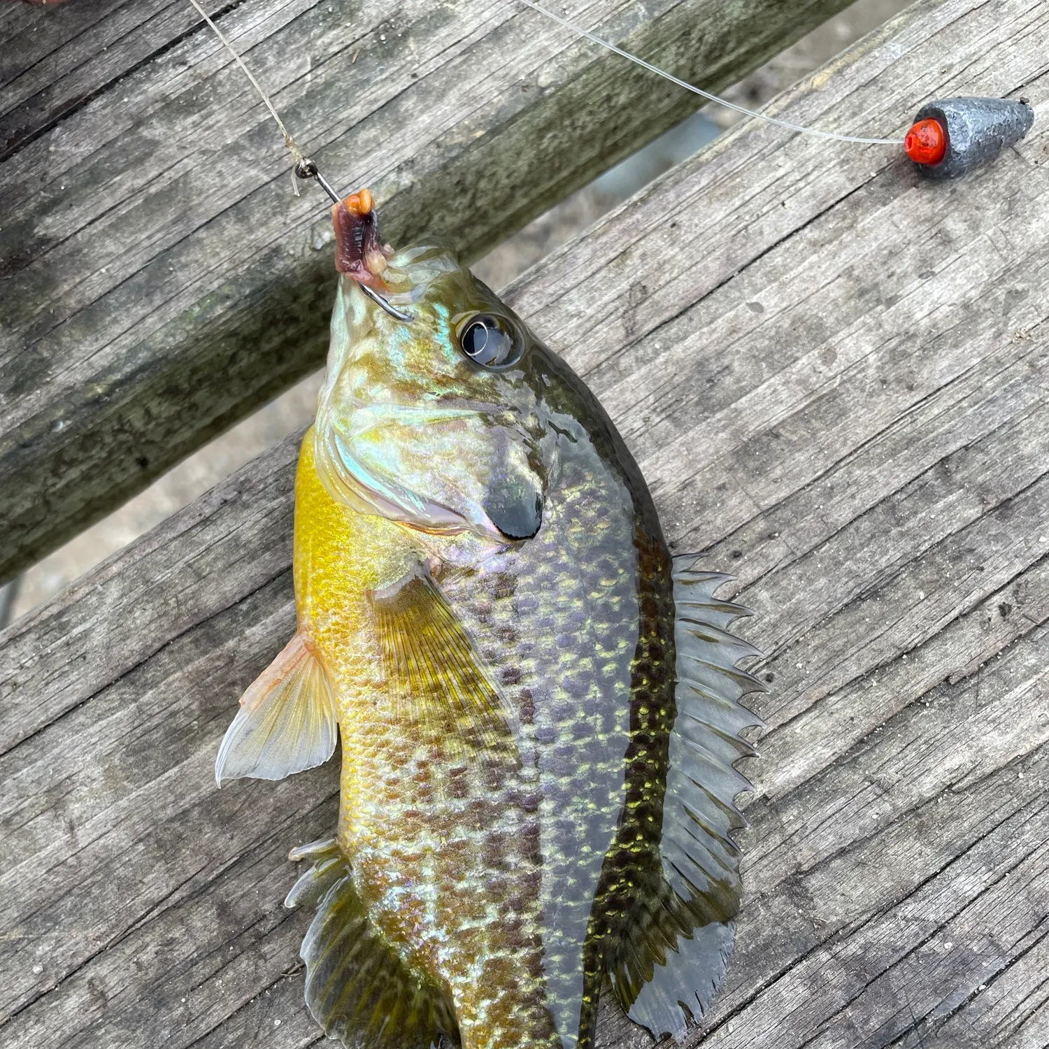 Greengill hybrid caught on Fishbrain