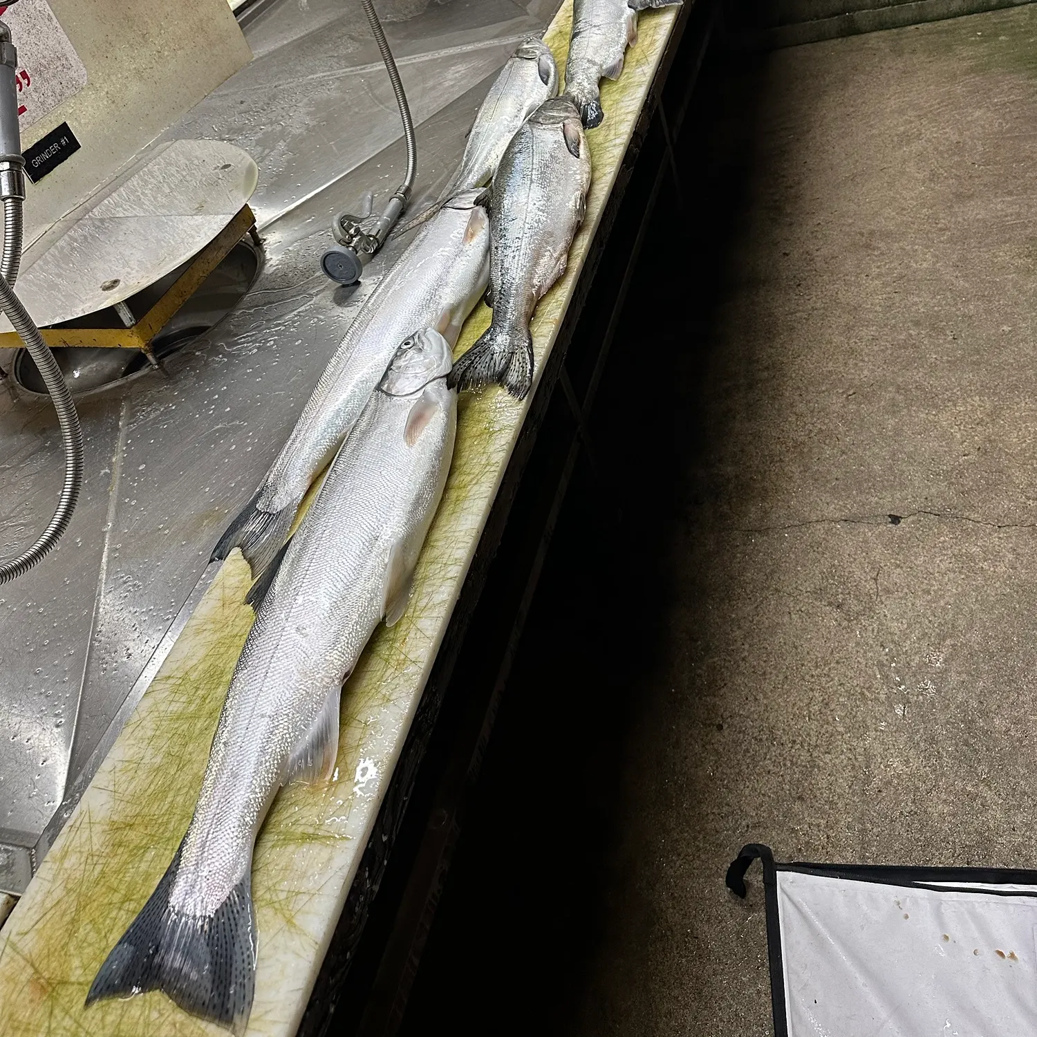 Steelhead caught on Fishbrain