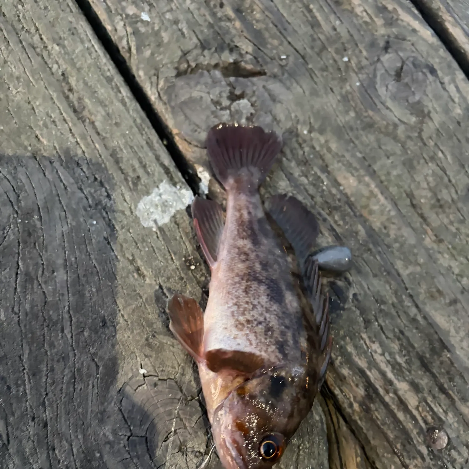 The most recent Brown rockfish catches on Fishbrain