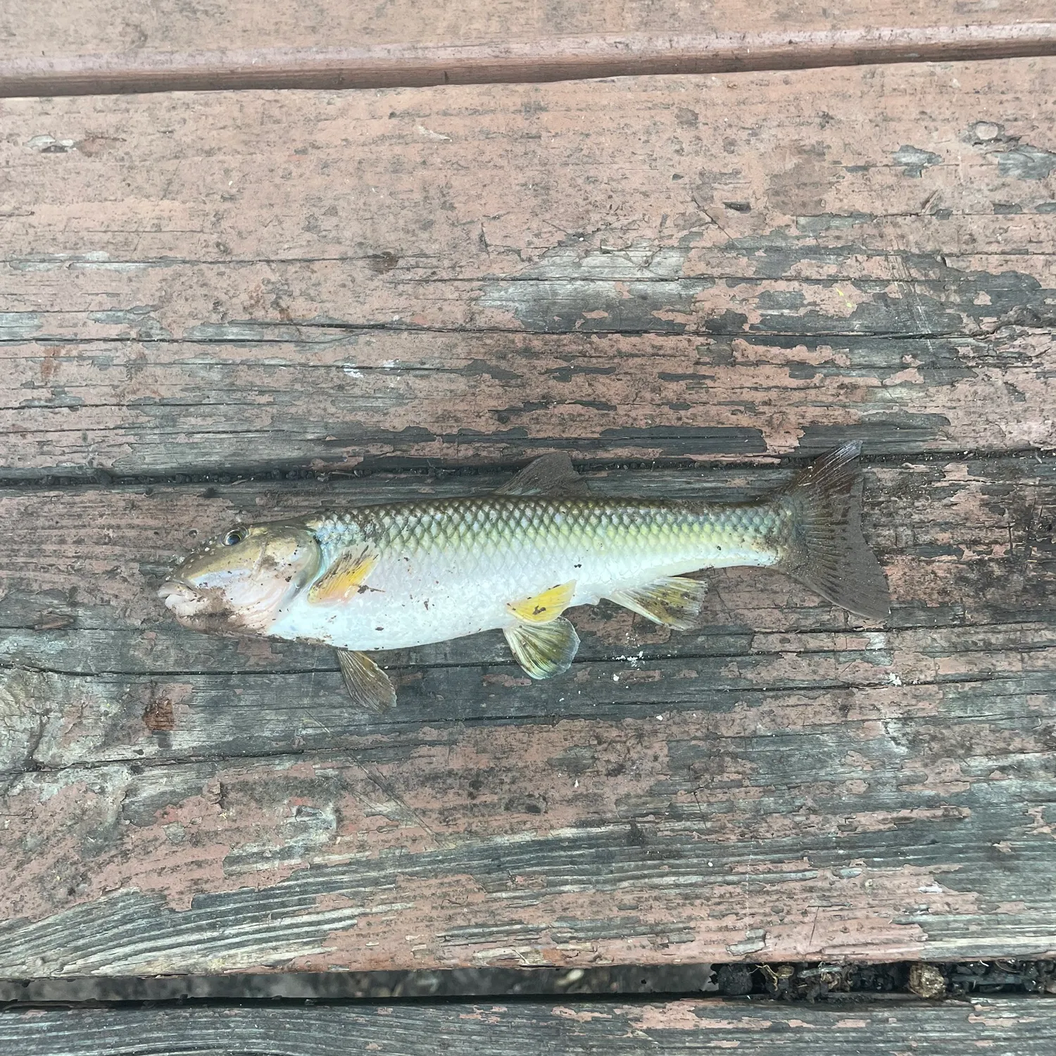 Fish caught on Fishbrain