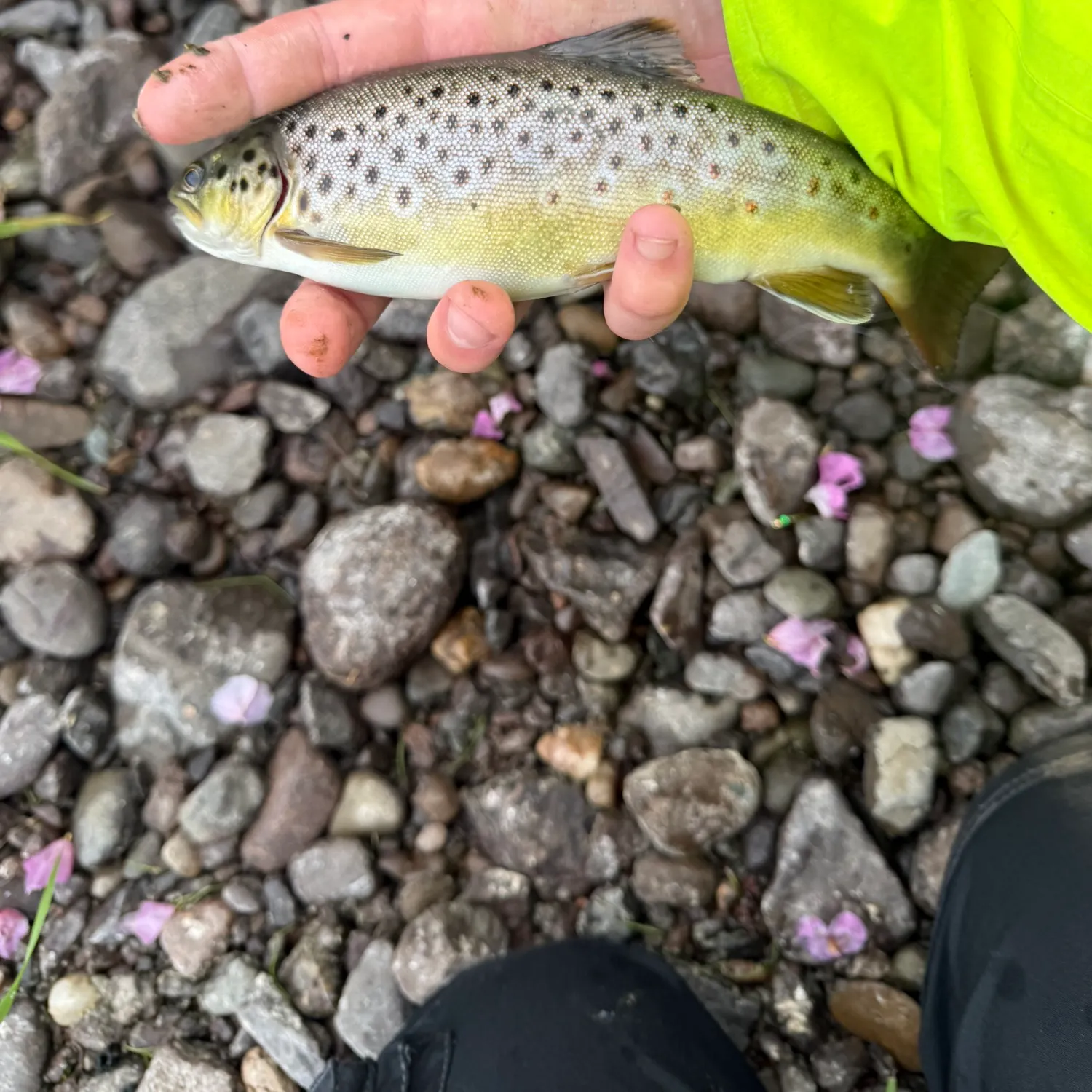 Brown trout caught on Fishbrain
