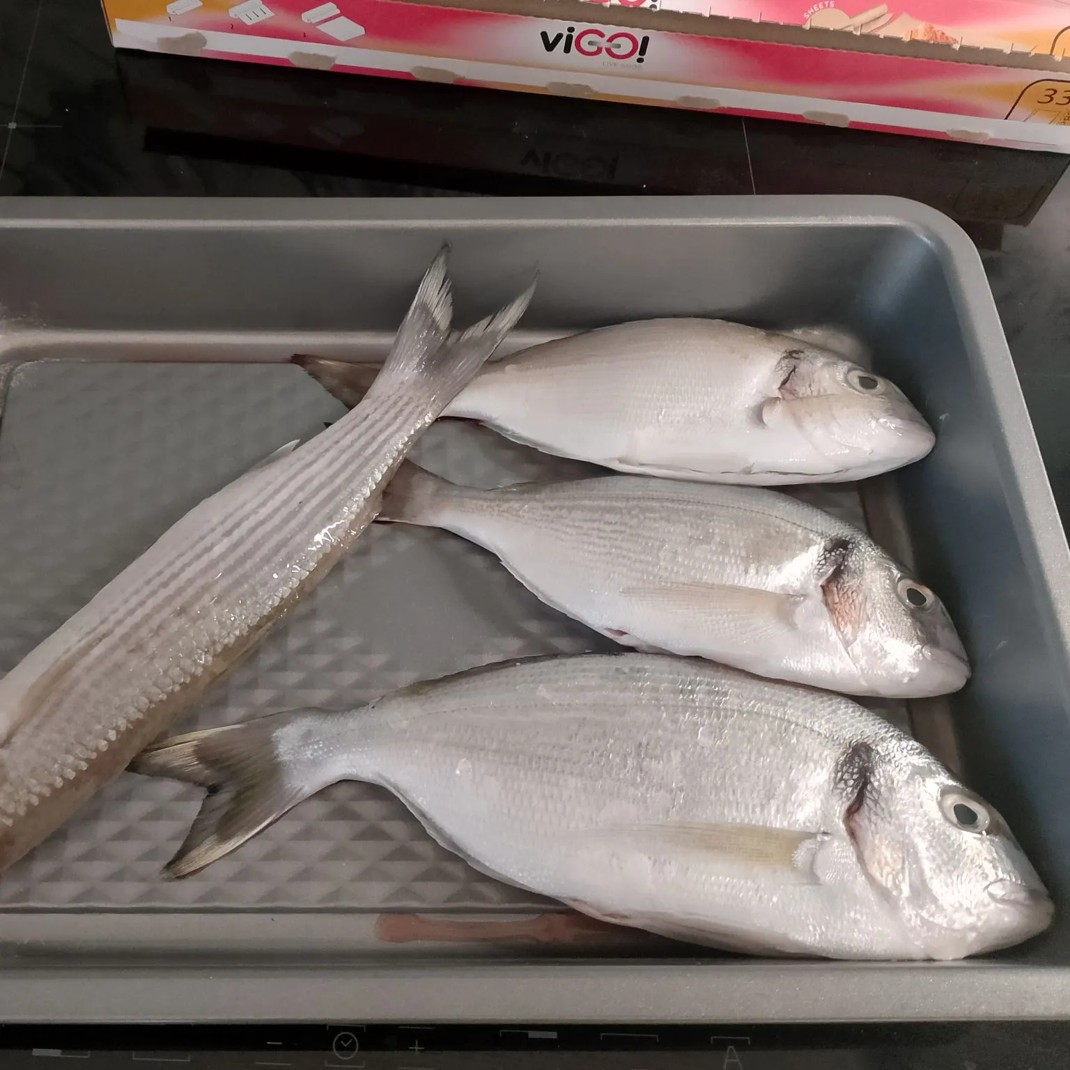 Thicklip grey mullet caught on Fishbrain