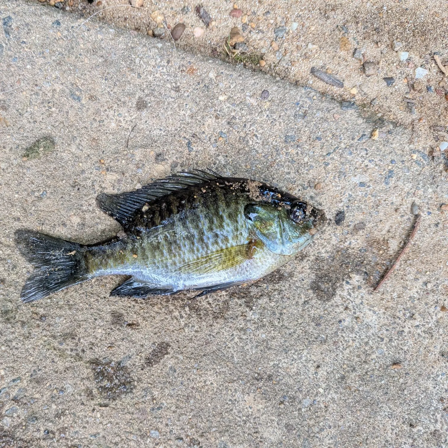 Bluegill caught on Fishbrain