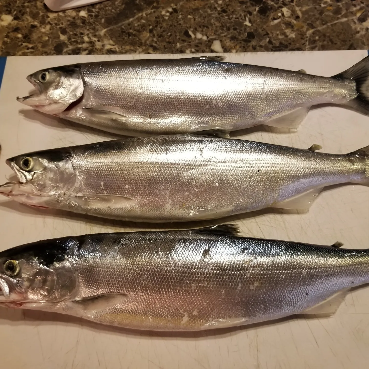 recently logged catches