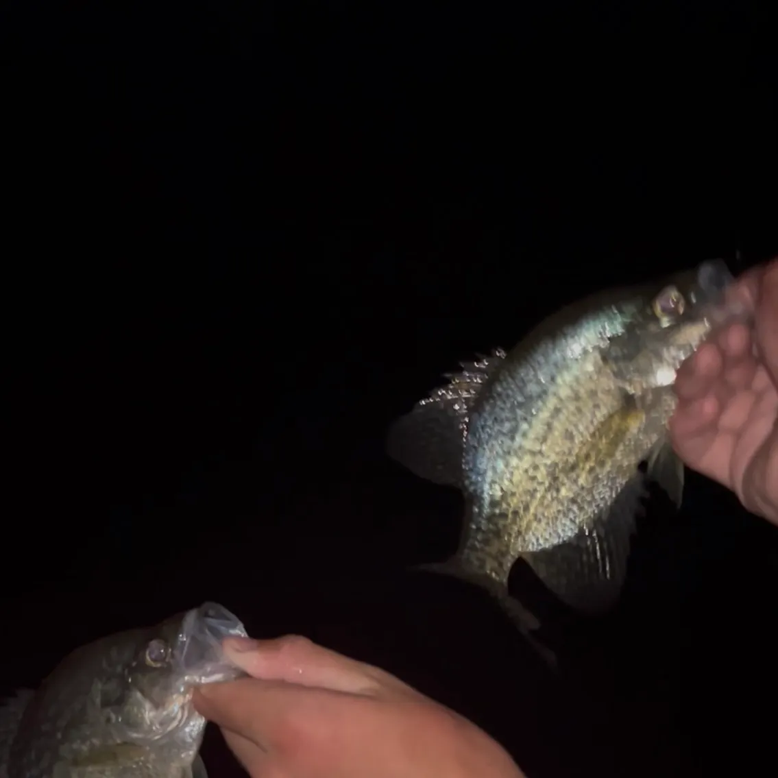 Black crappie caught on Fishbrain