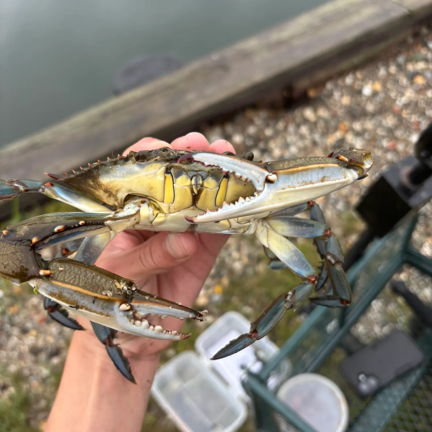 Blue crab caught on Fishbrain