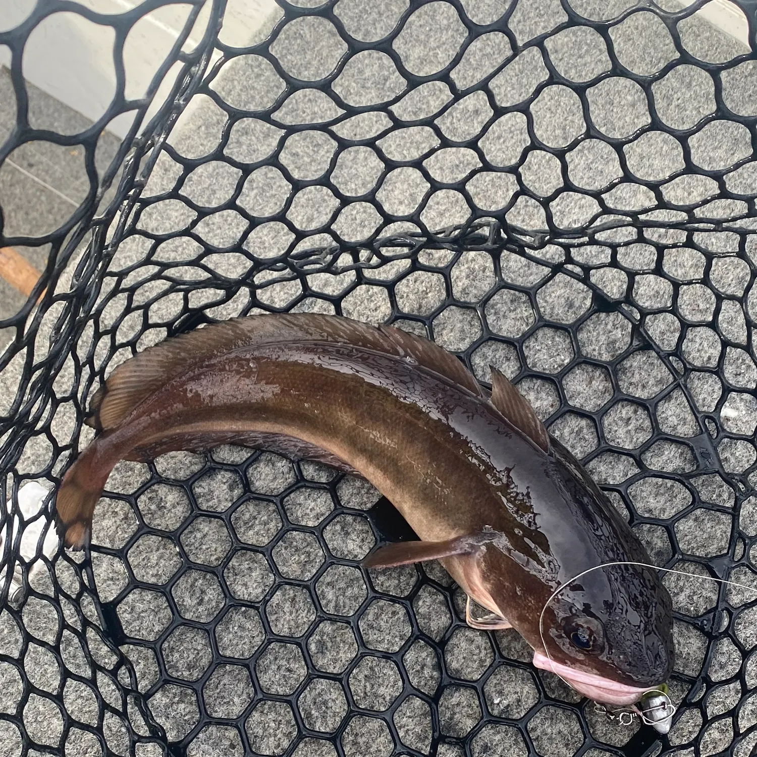 The most recent Red codling catches on Fishbrain