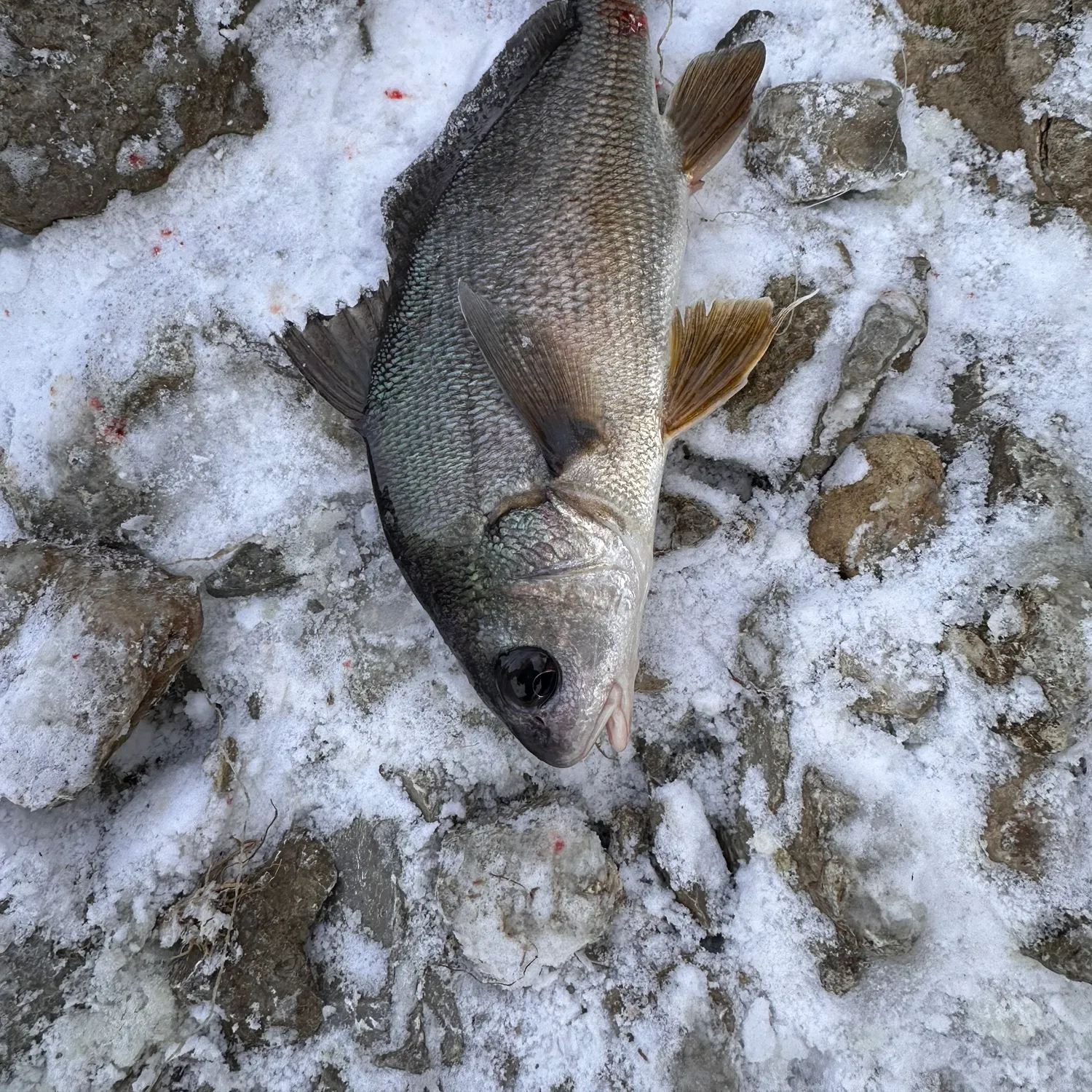 The most recent Freshwater drum catches on Fishbrain