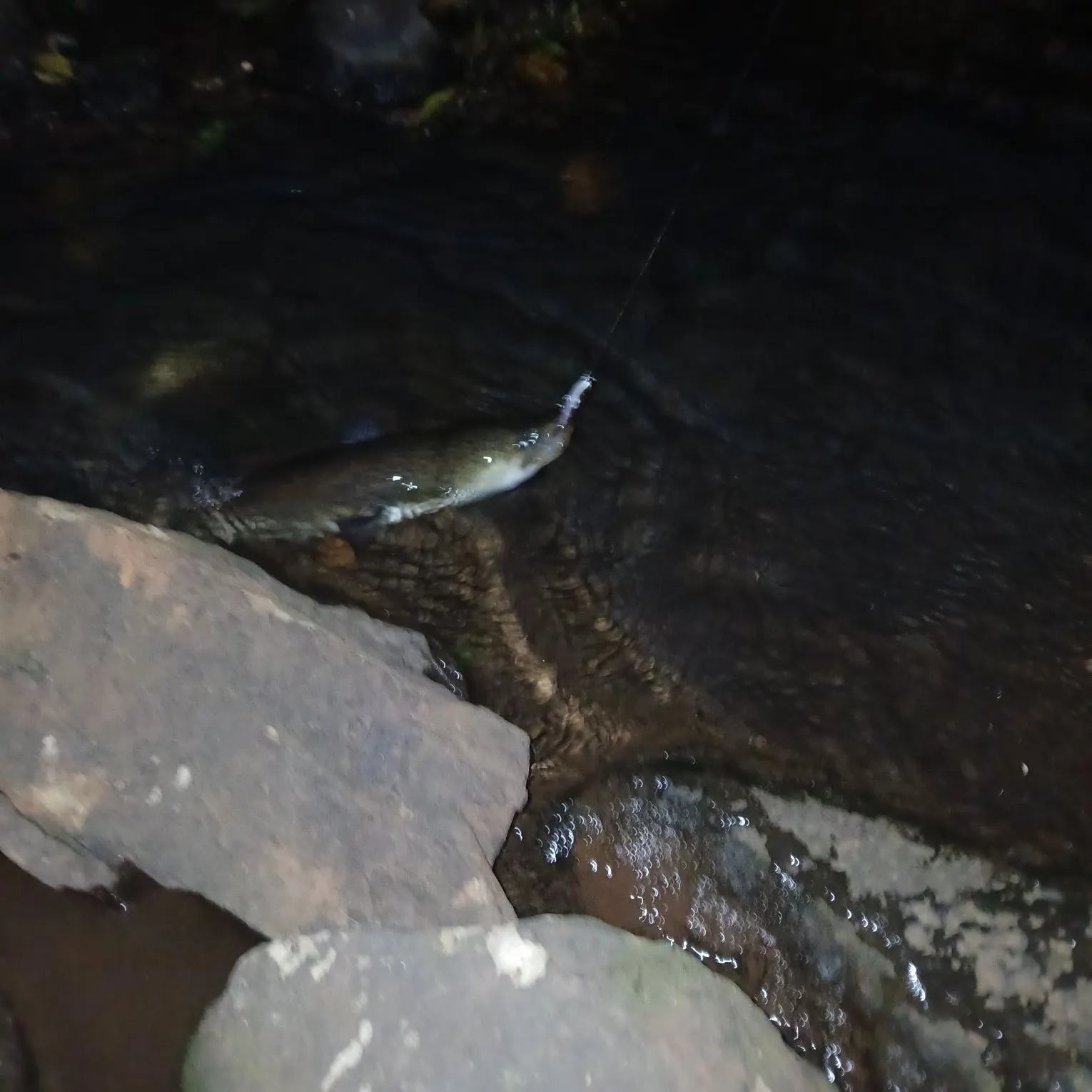 The most recent Shortfin eel catches on Fishbrain