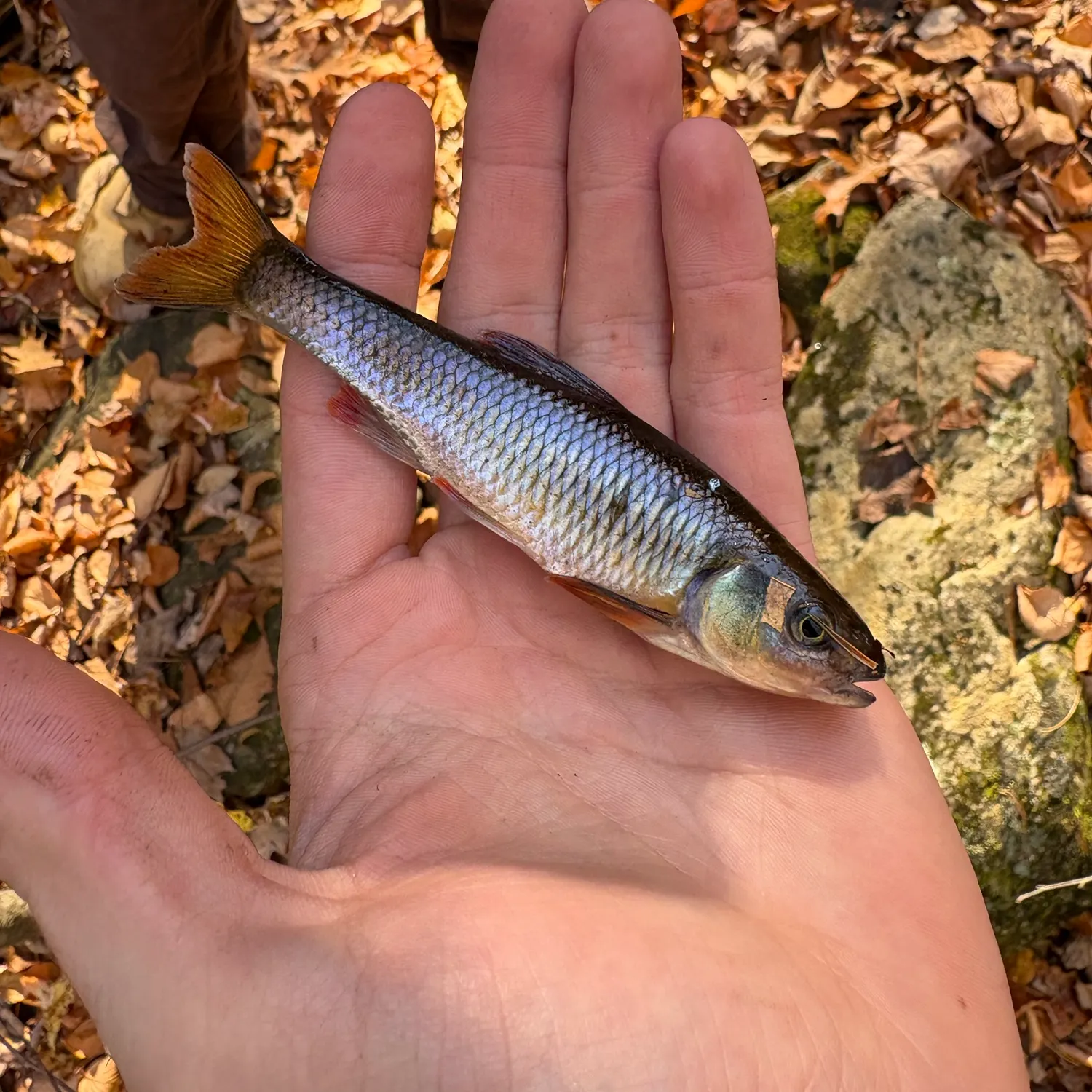 The most recent Common shiner catches on Fishbrain