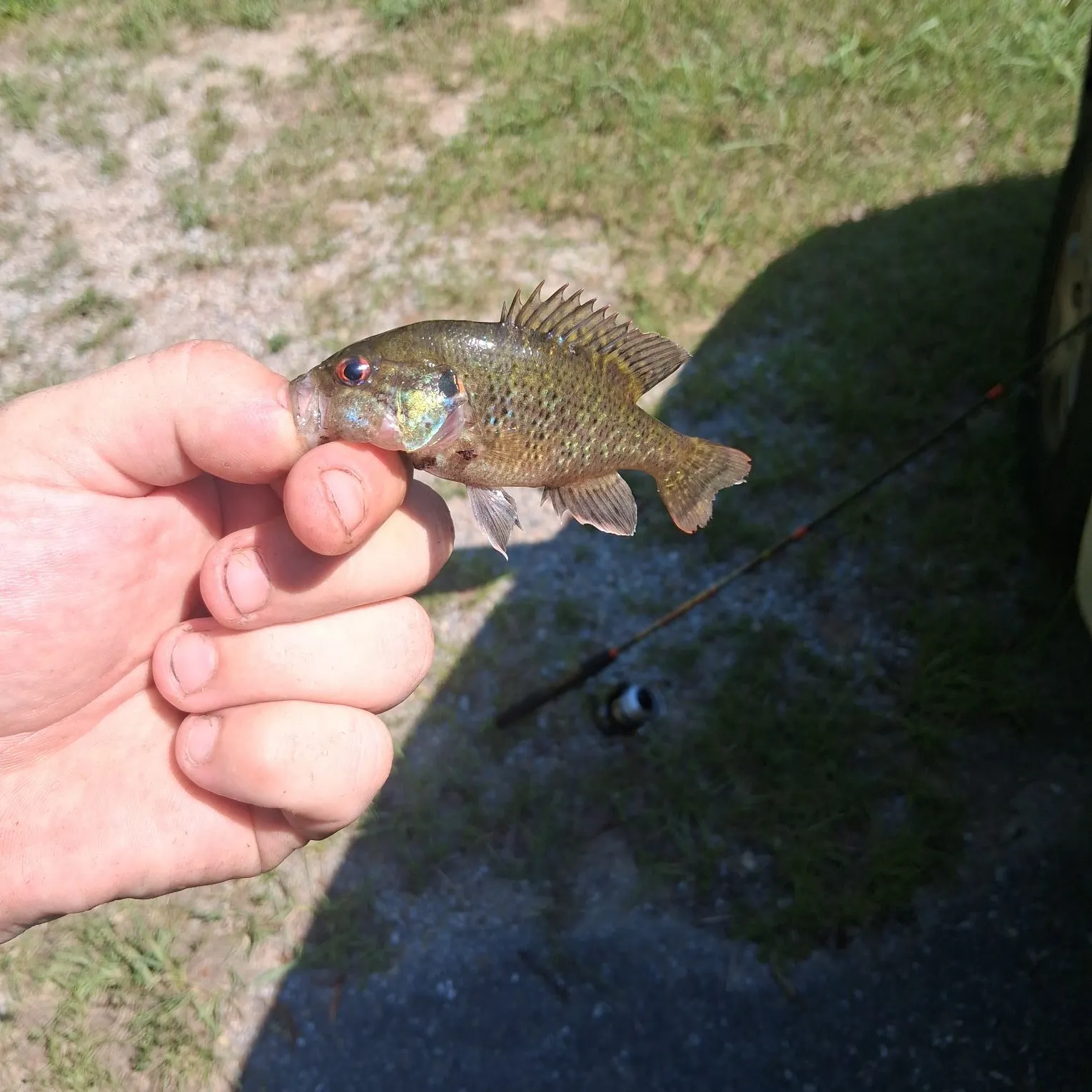 The most recent Warmouth catches on Fishbrain