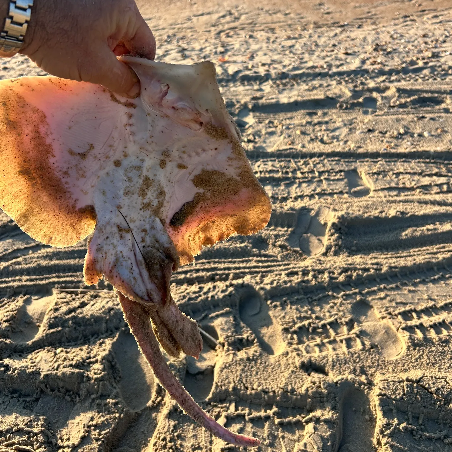 The most recent Clearnose skate catches on Fishbrain