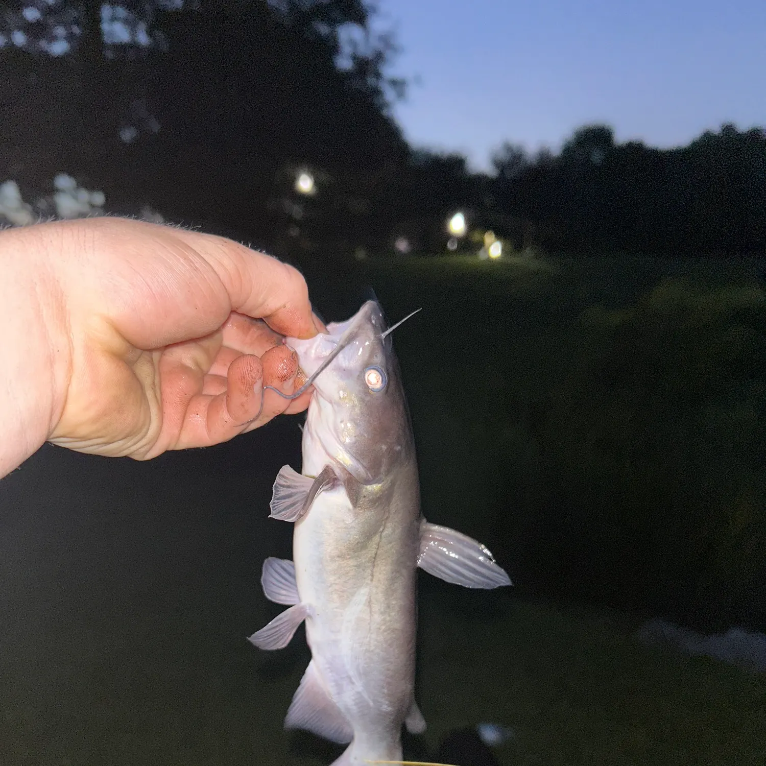 Channel catfish caught on Fishbrain