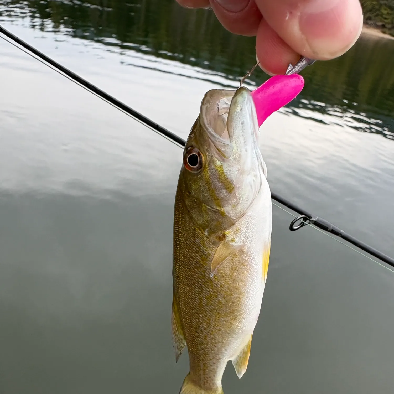 Smallmouth bass caught on Fishbrain