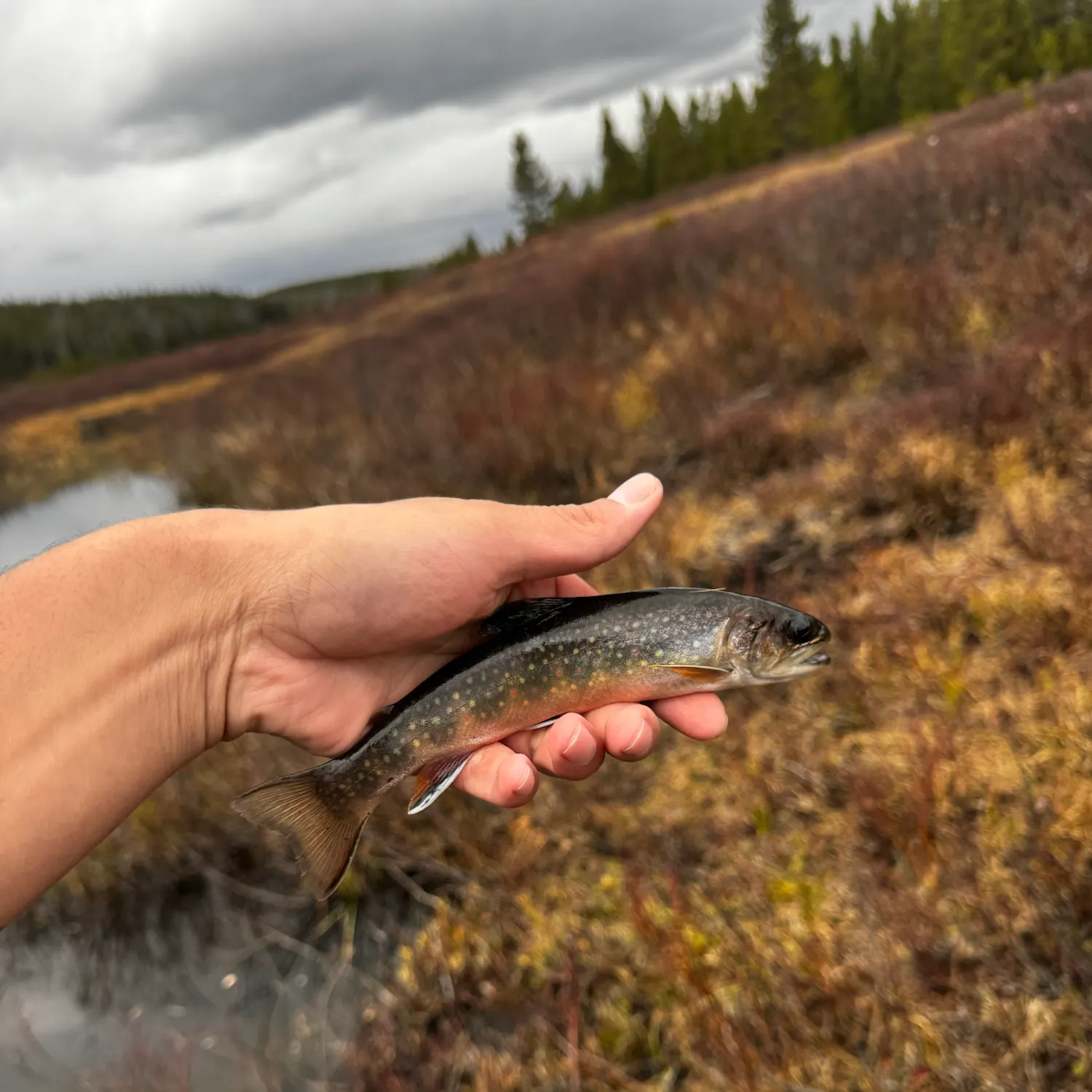 Brook trout caught on Fishbrain