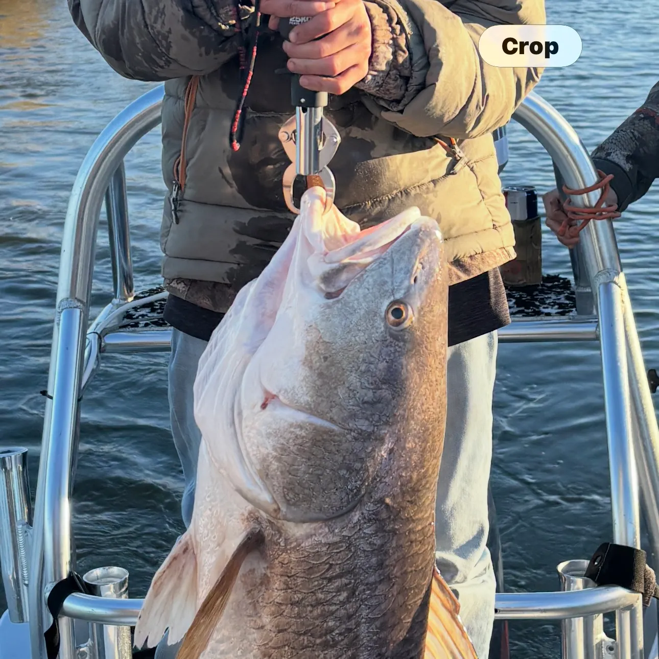 The most recent Red drum catches on Fishbrain