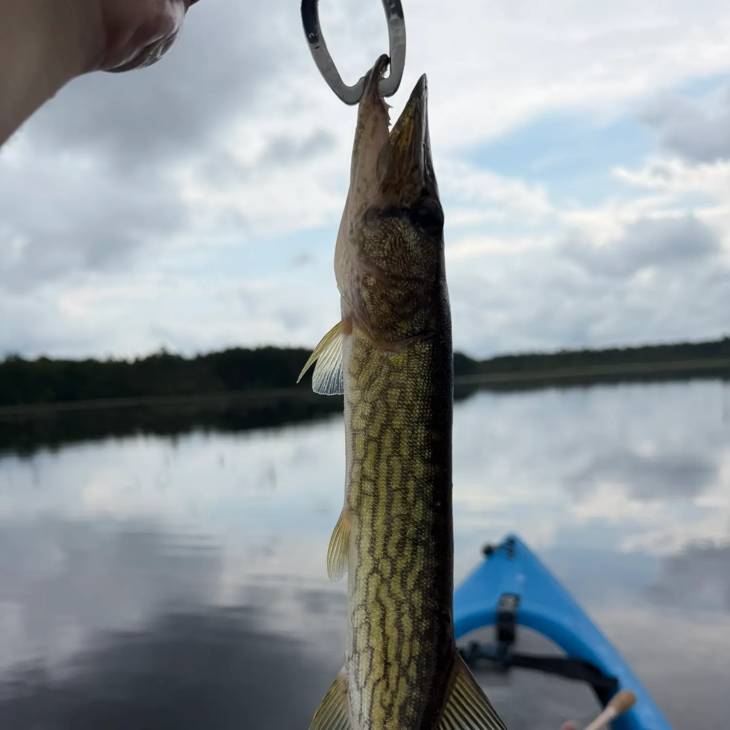 Fish caught on Fishbrain