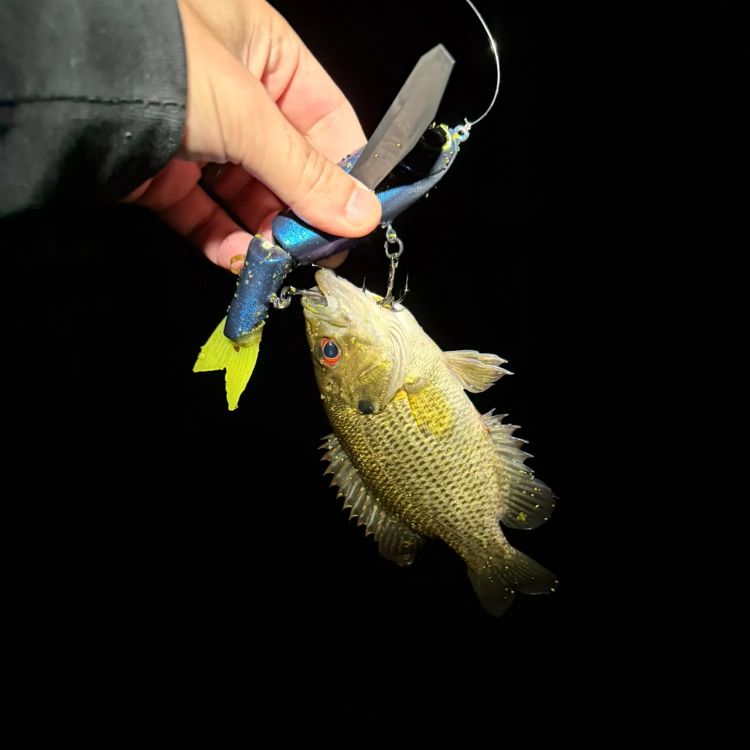 Rock bass caught on Fishbrain