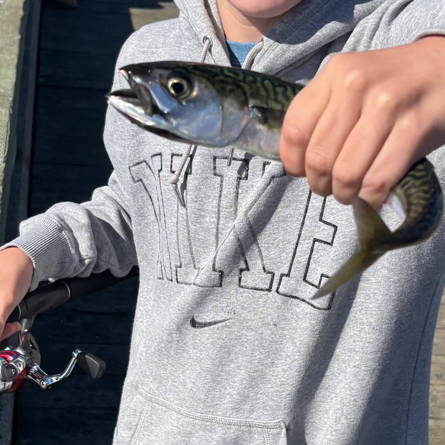 Atlantic mackerel caught on Fishbrain