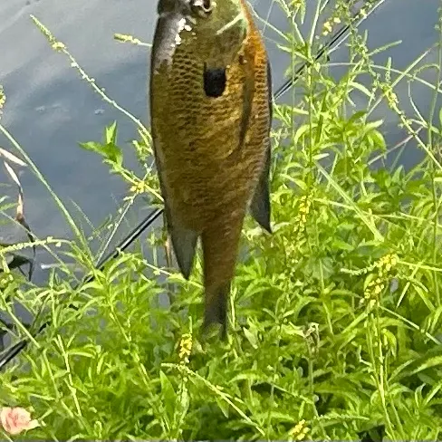 Redbreast sunfish caught on Fishbrain
