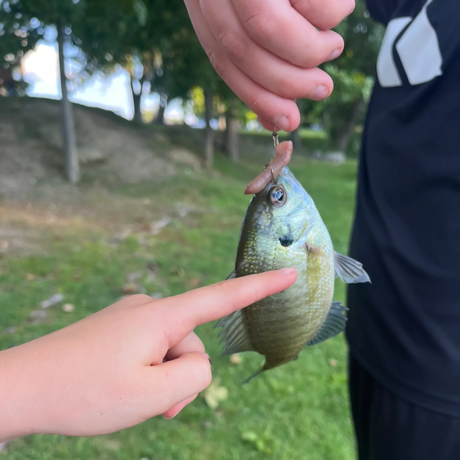 Bluegill caught on Fishbrain