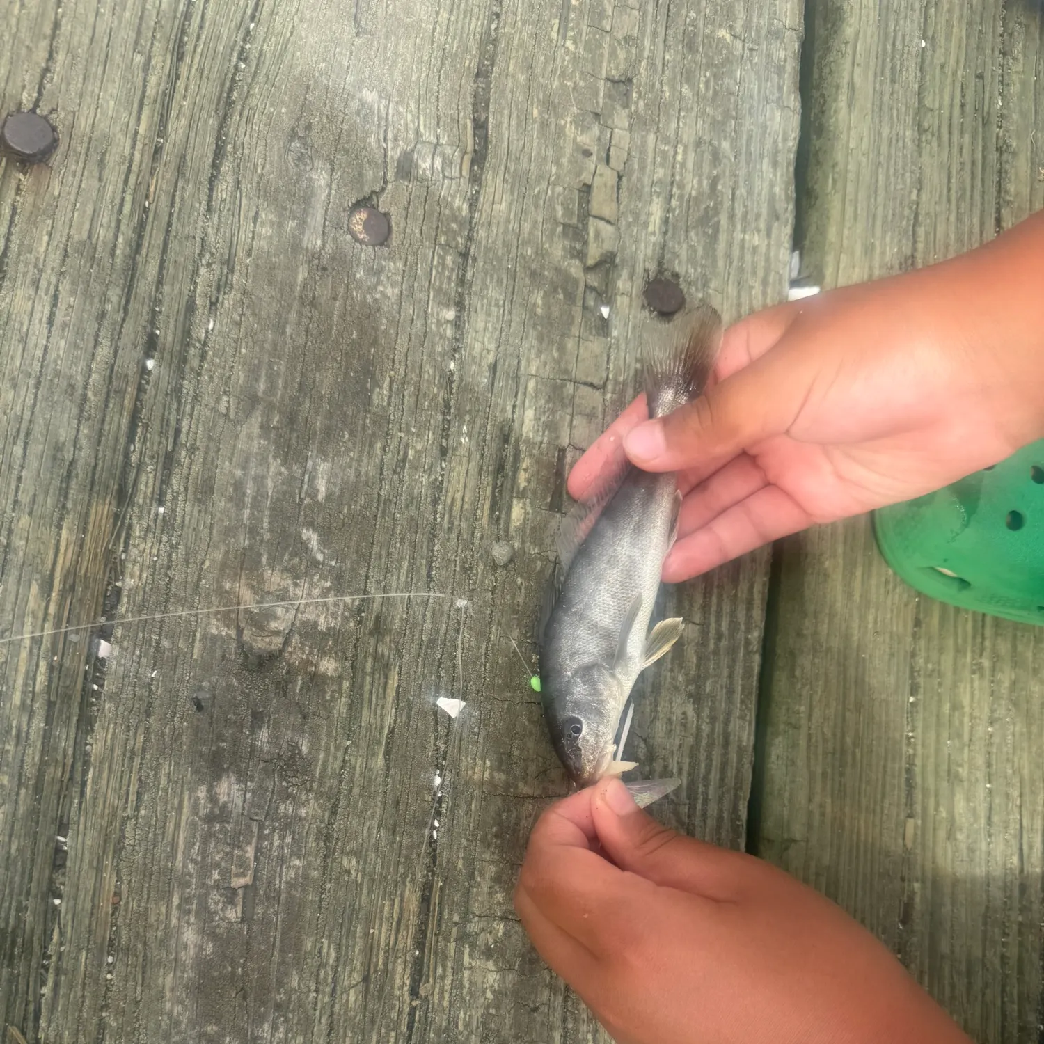 Southern kingcroaker caught on Fishbrain