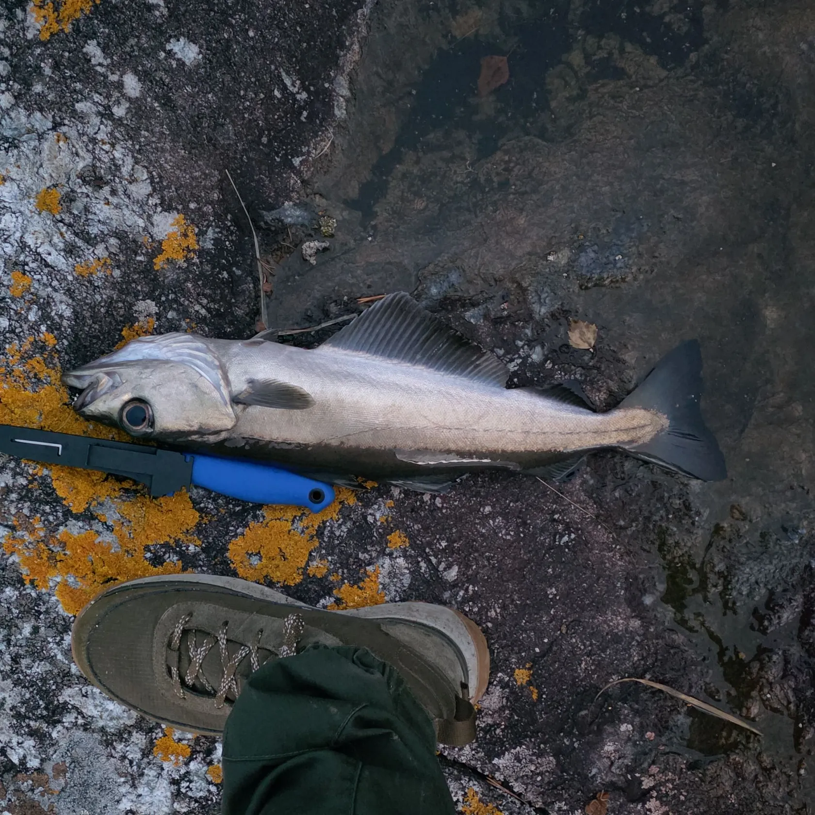 Pollack caught on Fishbrain