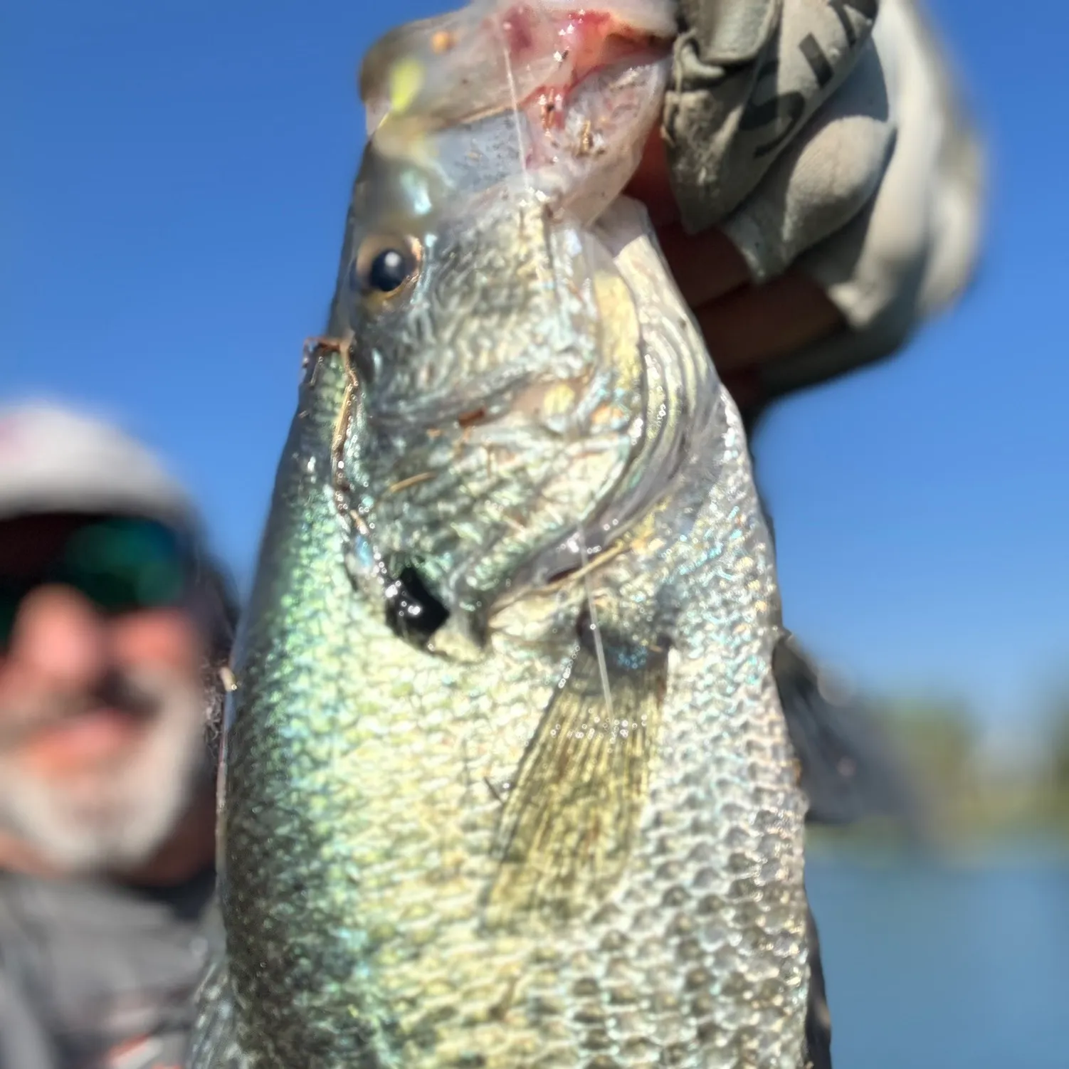 The most recent White crappie catches on Fishbrain