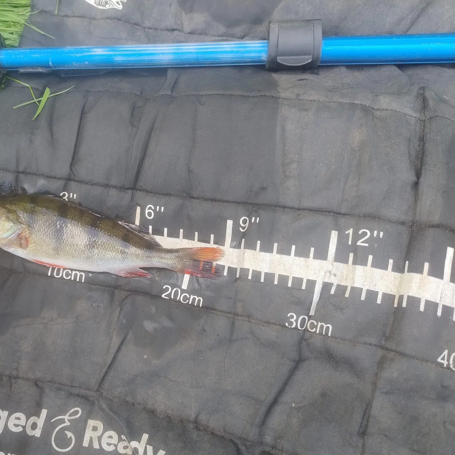 European perch caught on Fishbrain