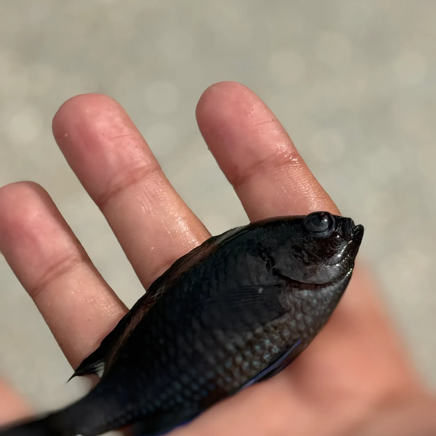 The most recent Regal demoiselle catches on Fishbrain