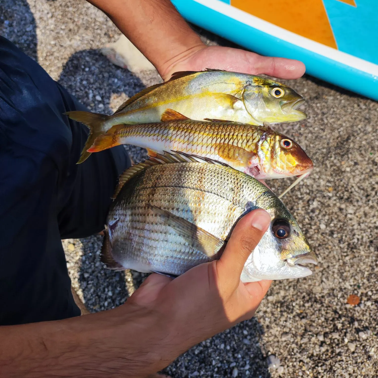 The most recent Red mullet catches on Fishbrain